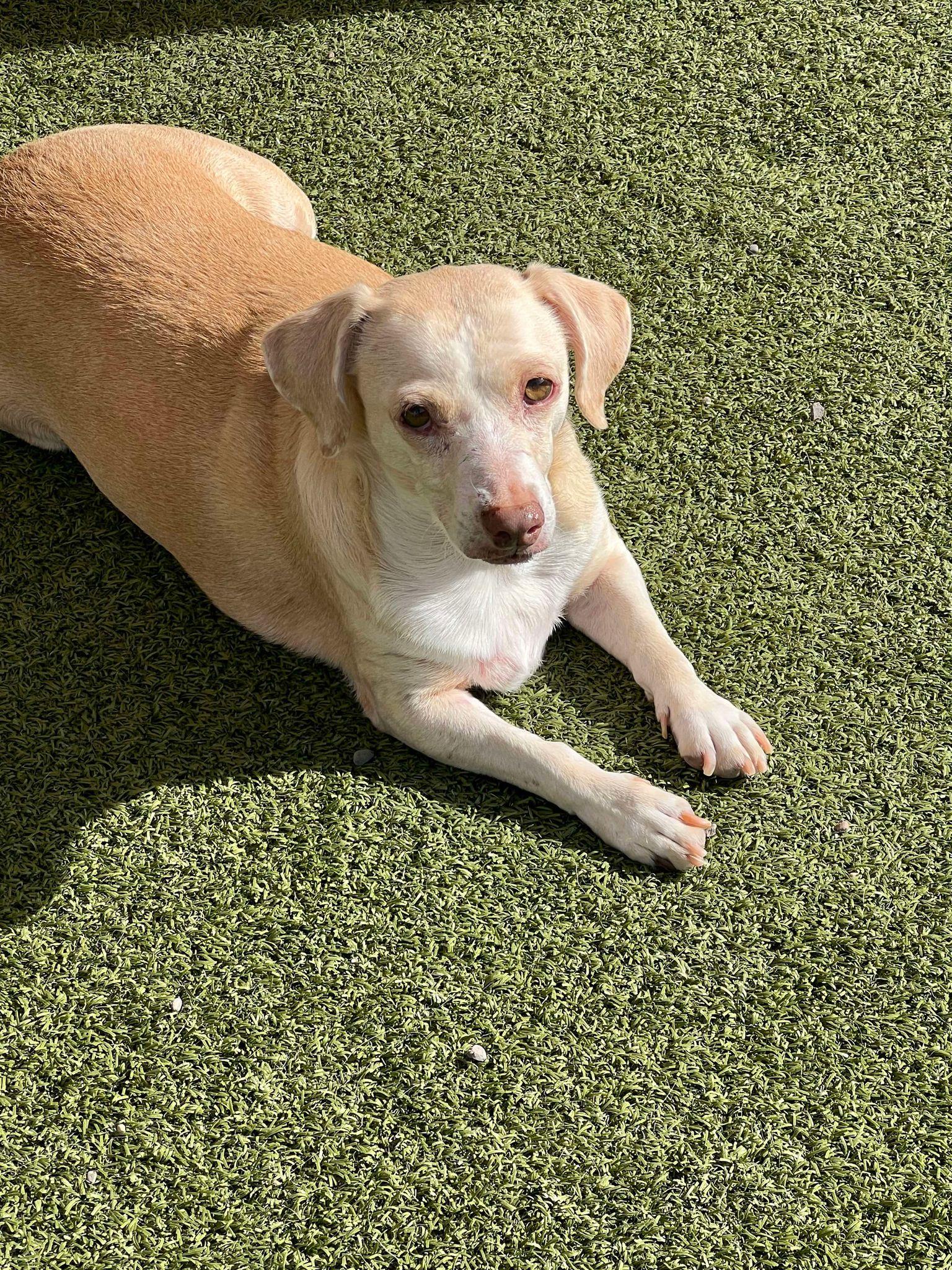 Faye, a Adoptable mixed breed in Phoenix, AZ image 2/5