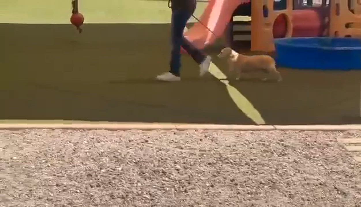 Enlarge Faye, a Adoptable mixed breed in Phoenix, AZ video 3/5