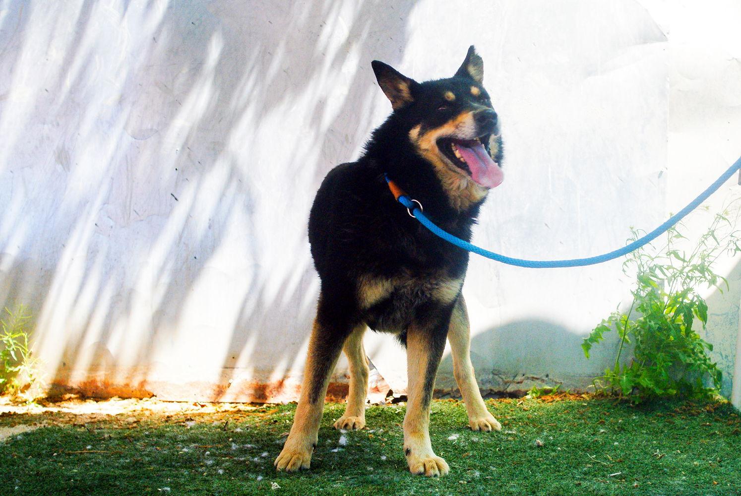 Hunter, a Adoptable Australian Kelpie in Apple Valley, CA image 2/3