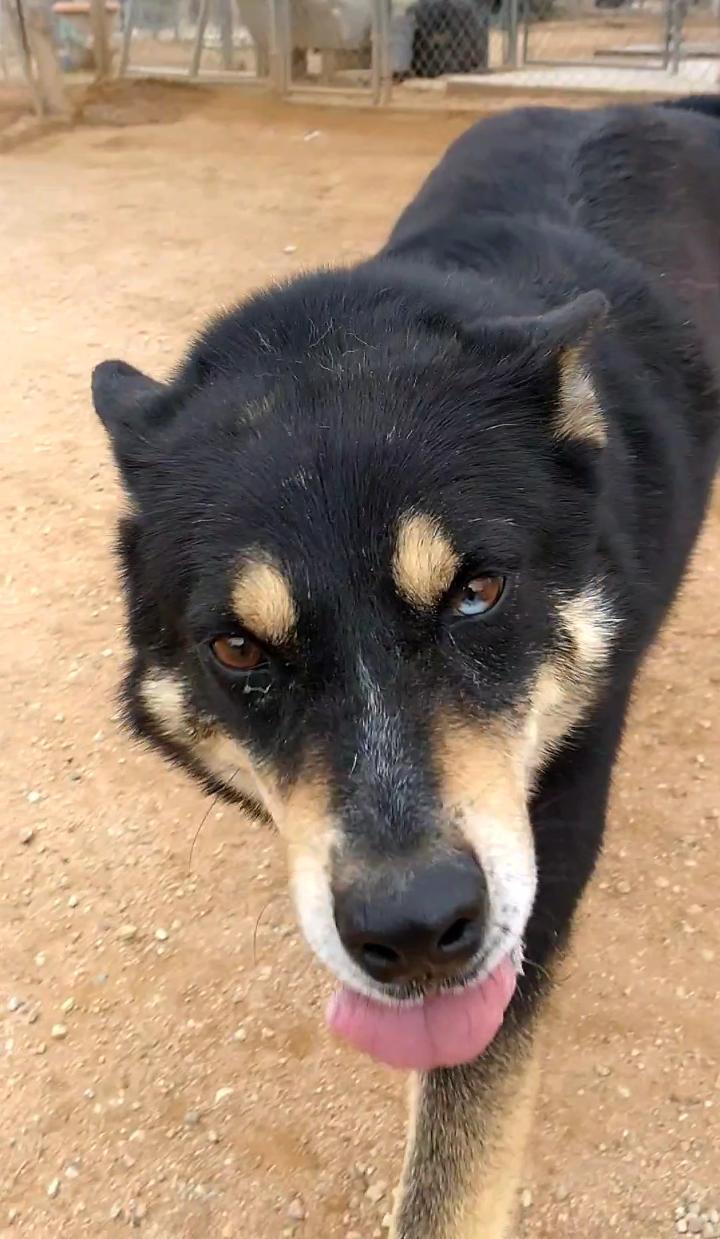 Hunter, a Adoptable Australian Kelpie in Apple Valley, CA image 3/3