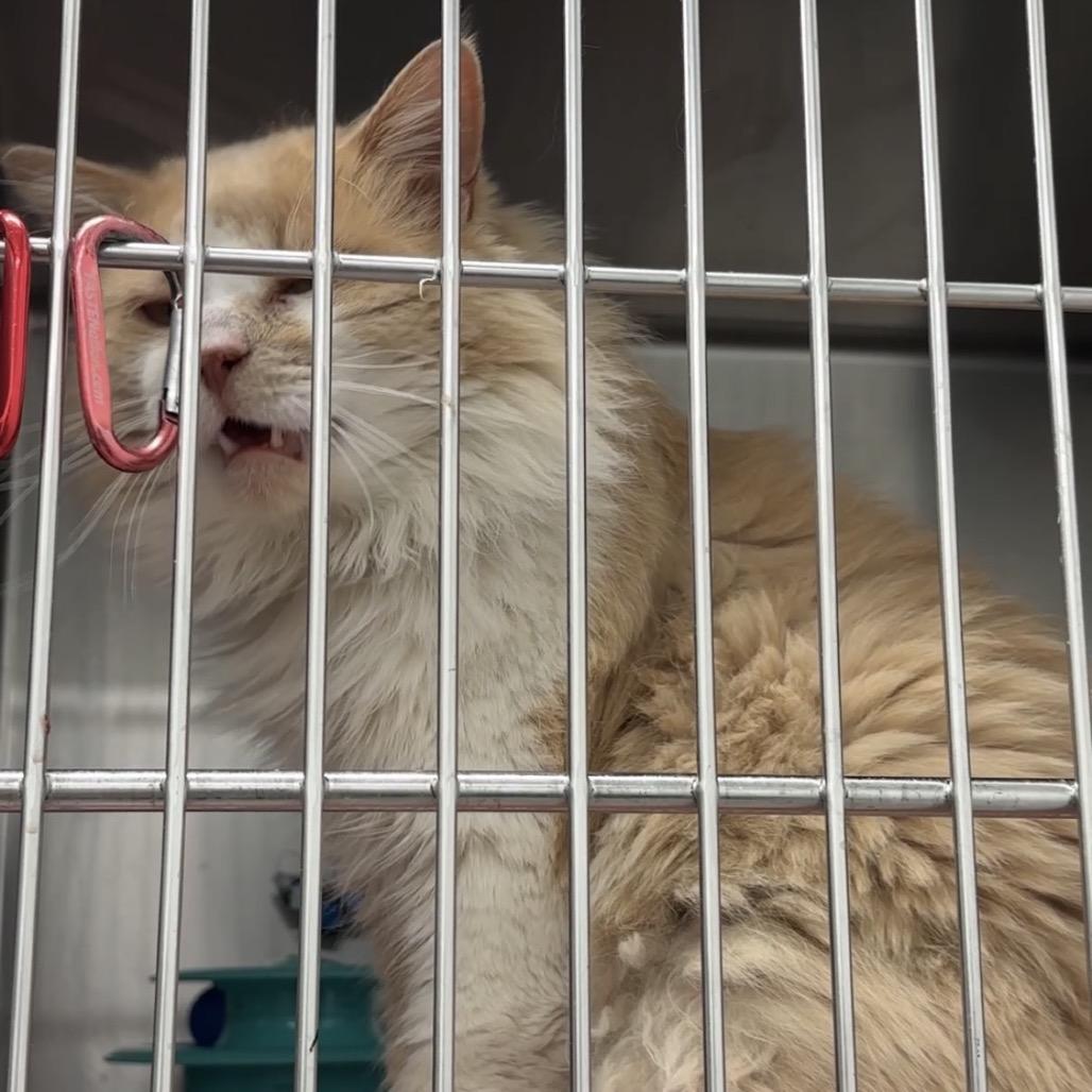 Potato, Adoptable, Young Male Domestic Short Hair.