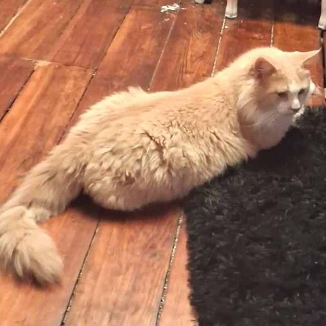 Enlarge Potato, a Adoptable Domestic Short Hair in Monroe, MI image 2/2