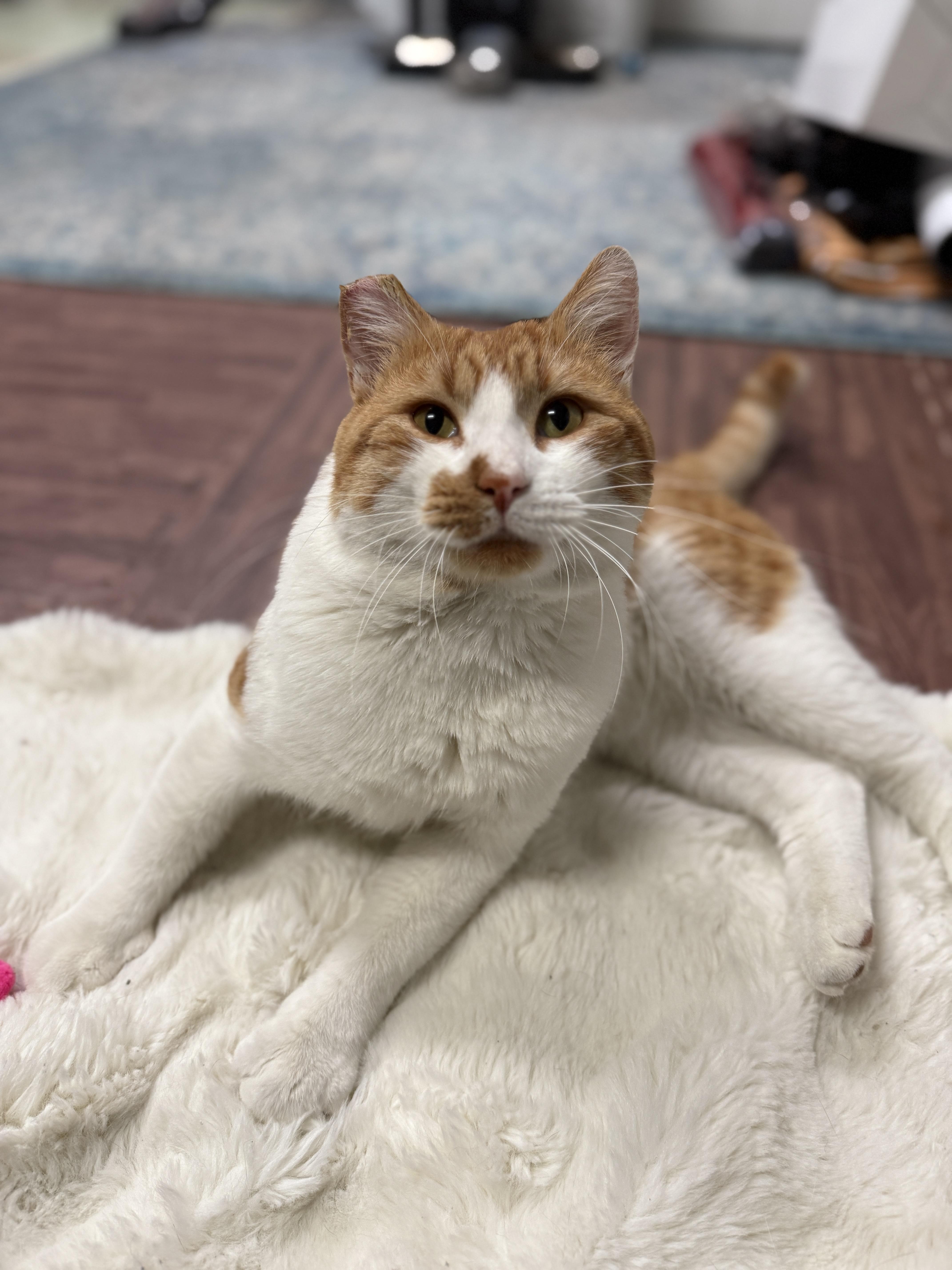 Carrot Cake, Adoptable, Adult Male Domestic Medium Hair.
