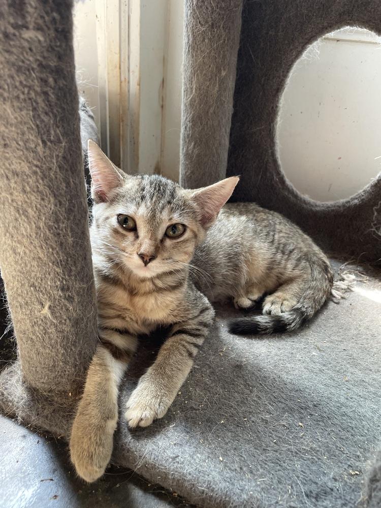 Enlarge Clarisse, a Adoptable mixed breed in Newnan, GA image 1/6