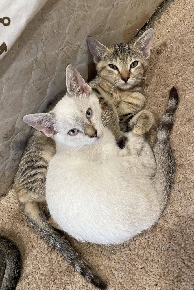 Enlarge Clarisse, a Adoptable mixed breed in Newnan, GA image 2/6