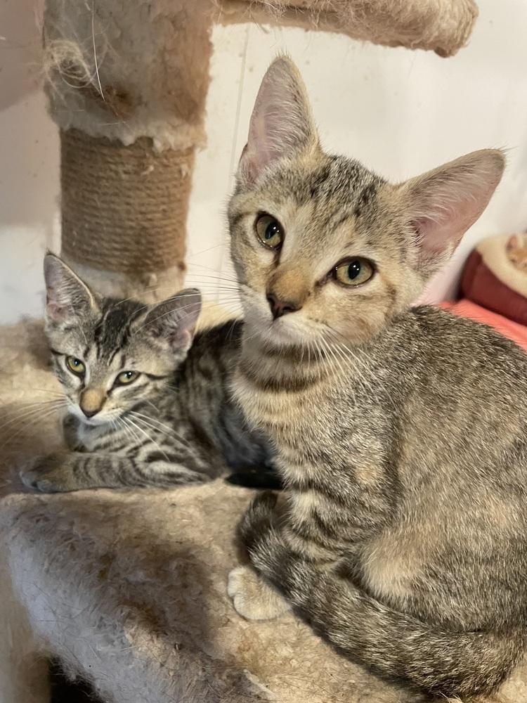 Enlarge Clarisse, a Adoptable mixed breed in Newnan, GA image 3/6