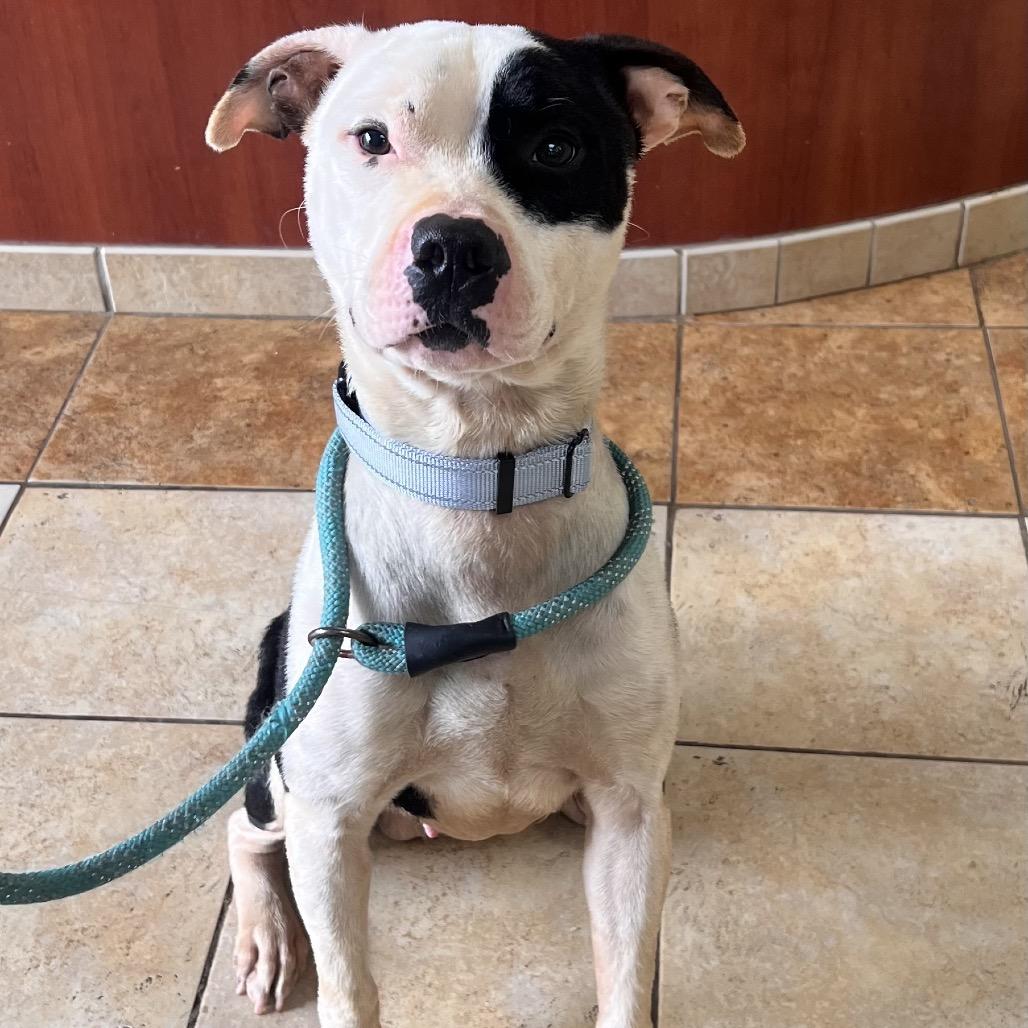 Enlarge Blake, a Adoptable mixed breed in Columbus, GA image 1/1