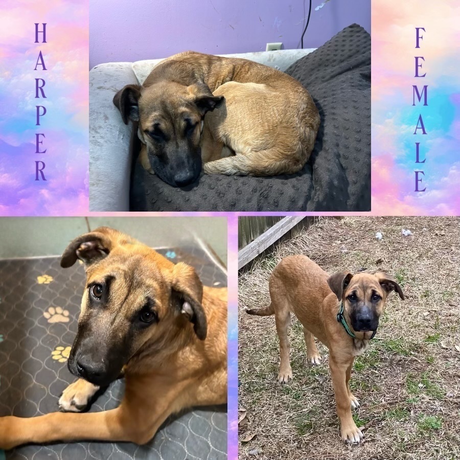 Harper, an adopted Shepherd Mix in Manchester, CT_image-1