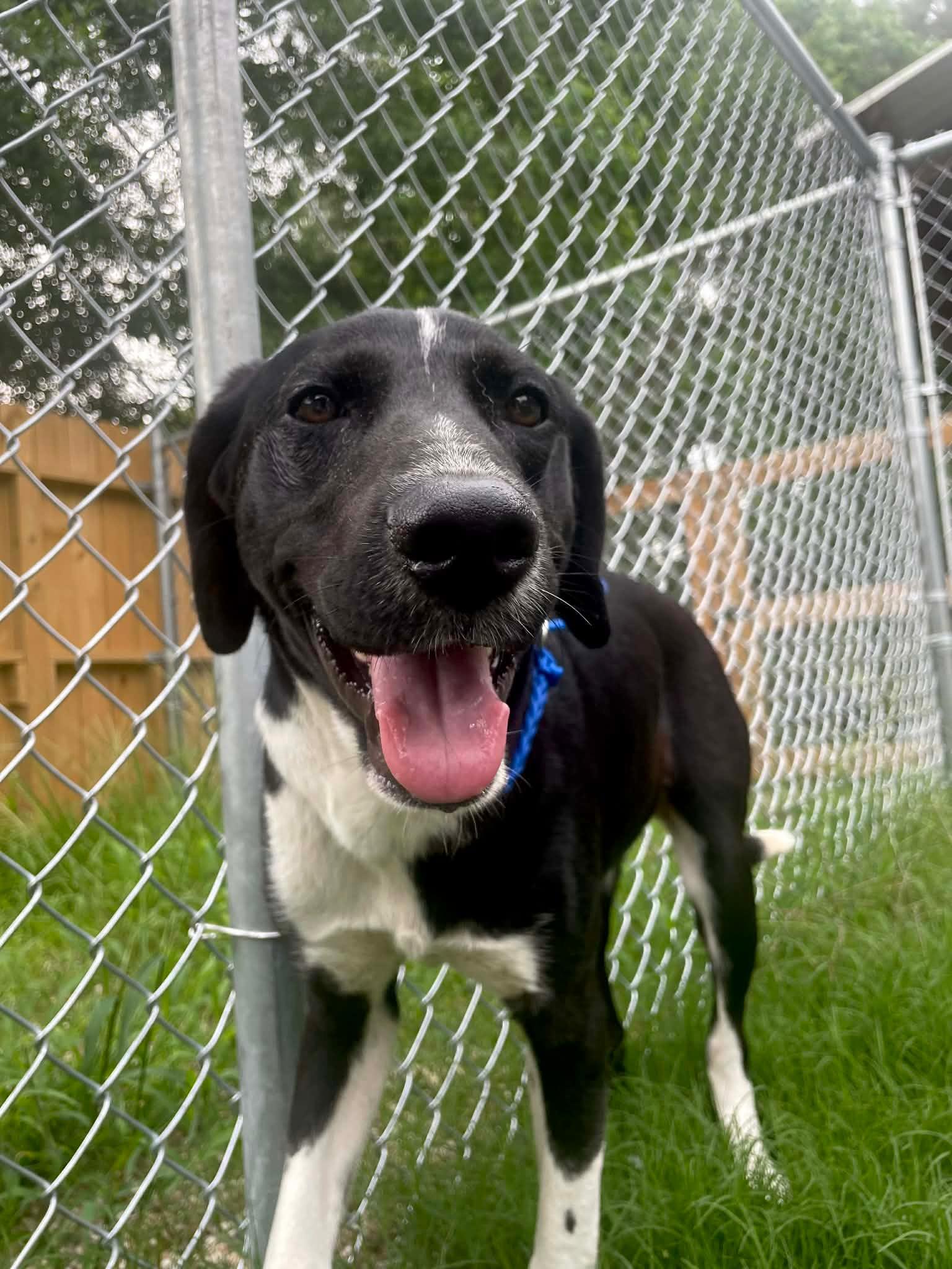 Enlarge Regal, an adopted mixed breed in Perrysburg, OH image 2/6