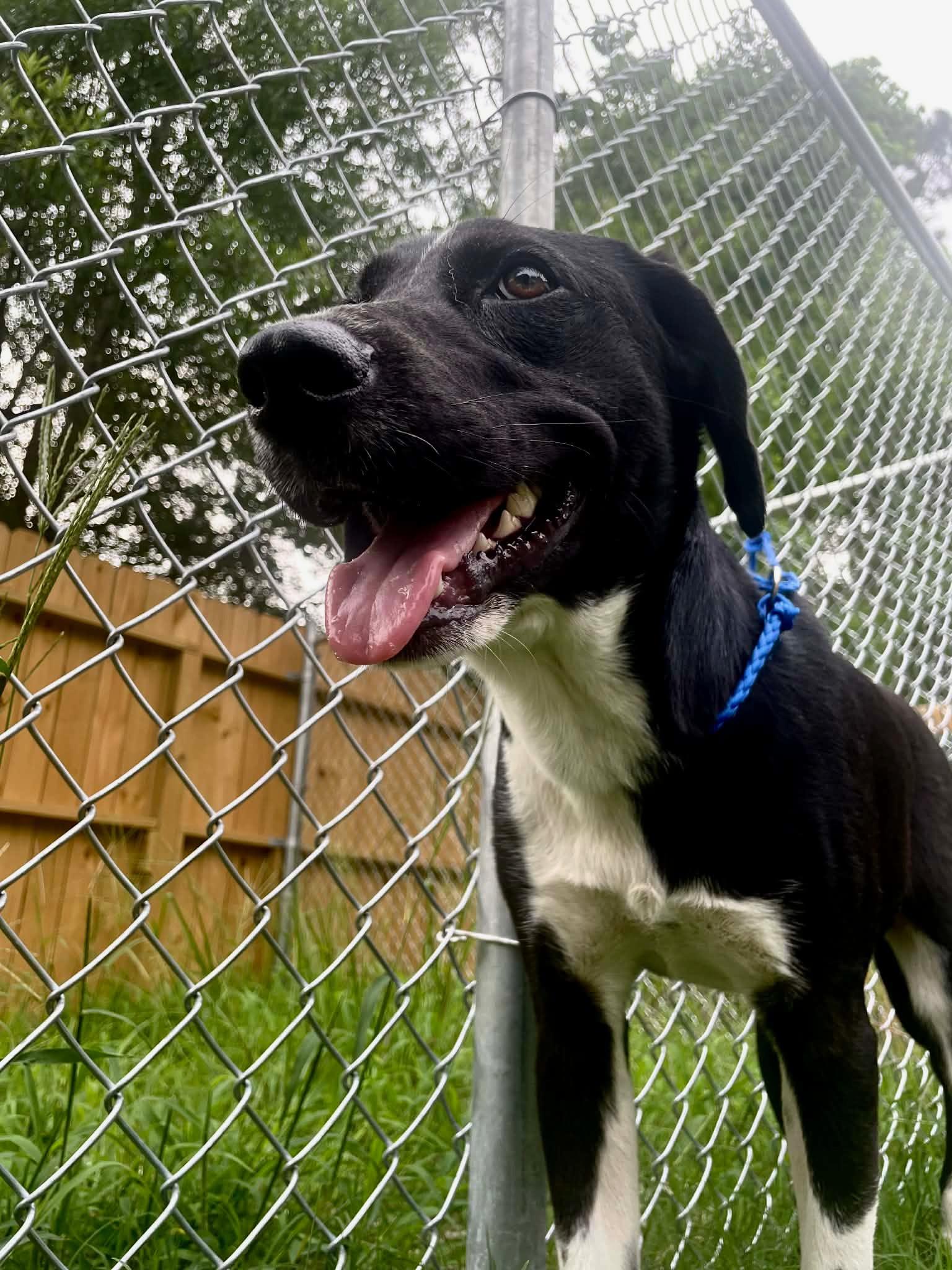 Enlarge Regal, an adopted mixed breed in Perrysburg, OH image 3/6