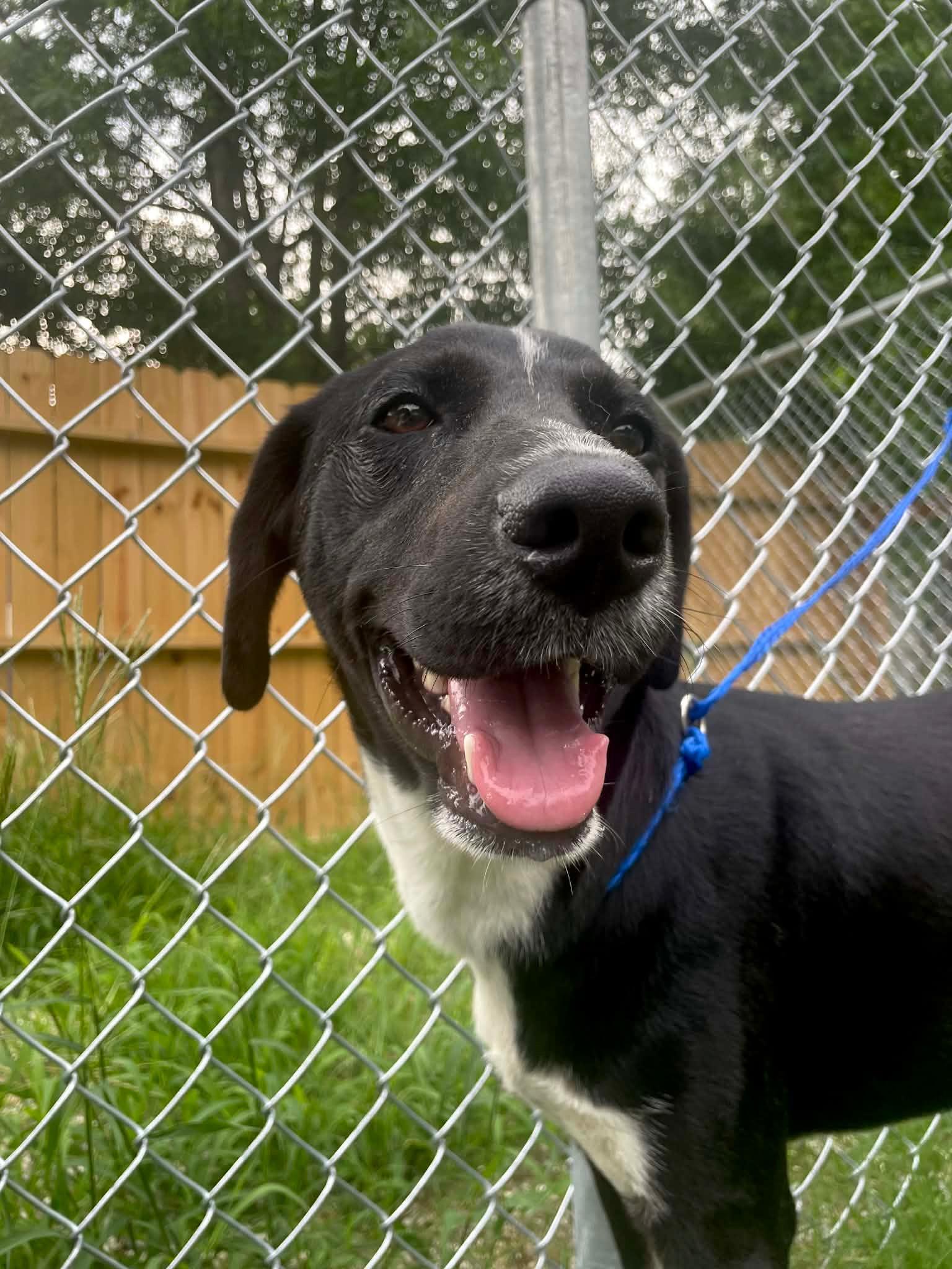Enlarge Regal, an adopted mixed breed in Perrysburg, OH image 4/6