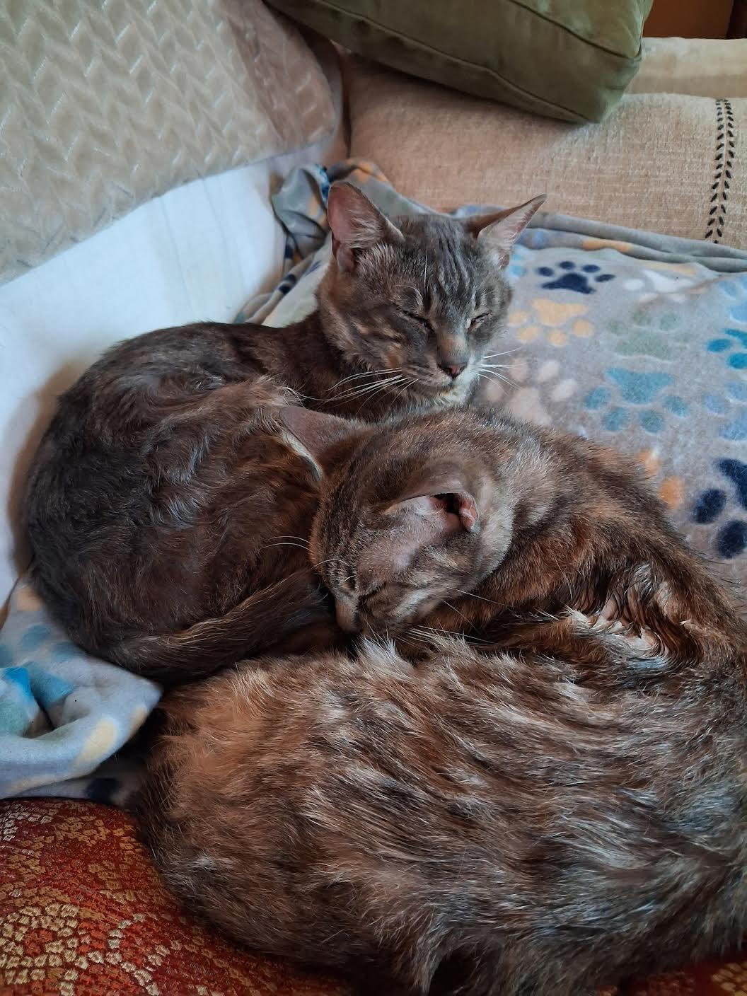 Finn McMissile & Cruz Ramirez, ADOPTABLE, Adult Male Domestic Short Hair.