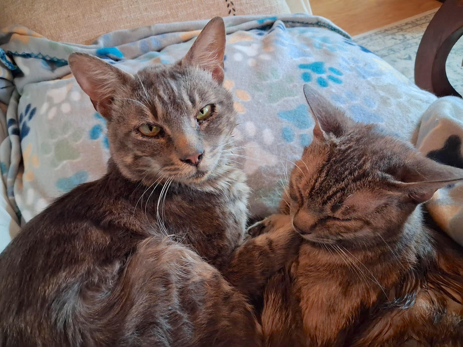 Enlarge Finn McMissile & Cruz Ramirez, a ADOPTABLE Domestic Short Hair in Grass Valley, CA image 3/5