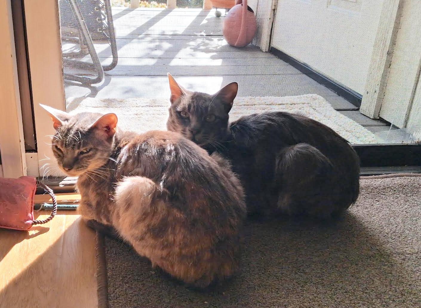 Enlarge Finn McMissile & Cruz Ramirez, a ADOPTABLE Domestic Short Hair in Grass Valley, CA image 2/5