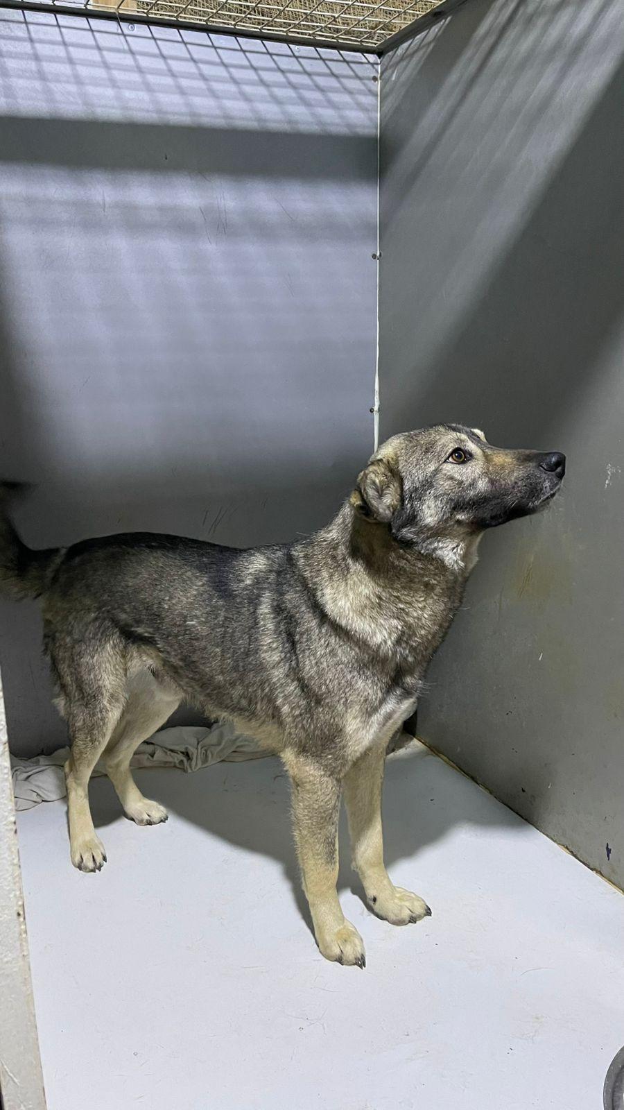 Enlarge Bodhi, the Sweet Goofball, a Adoptable mixed breed in Somerset, NJ image 5/6