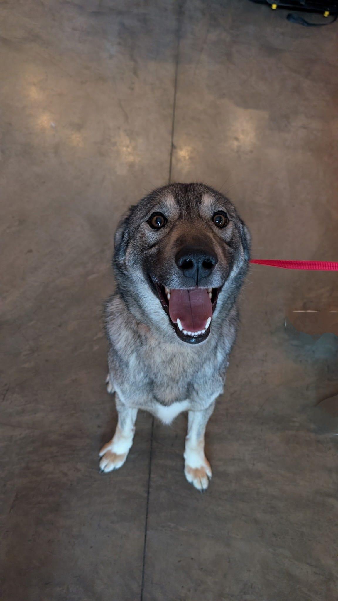 Bodhi, the Sweet Goofball, Adoptable, Young Male Canaan Dog.