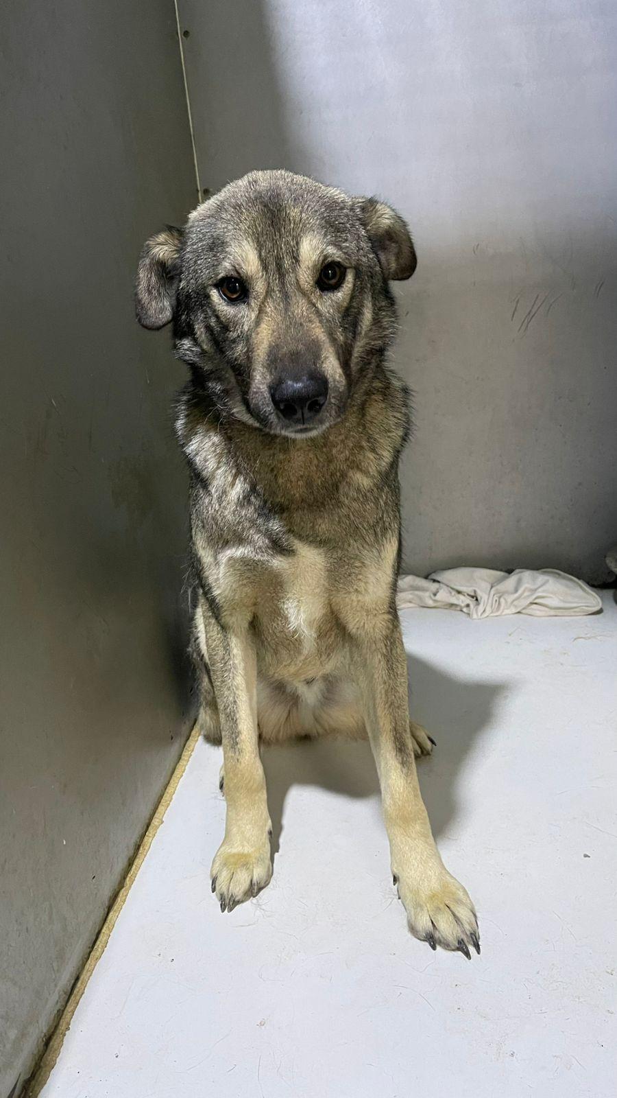 Enlarge Bodhi, the Sweet Goofball, a Adoptable mixed breed in Somerset, NJ image 4/6