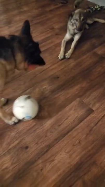 Enlarge Bodhi, the Sweet Goofball, a Adoptable mixed breed in Somerset, NJ video 3/6