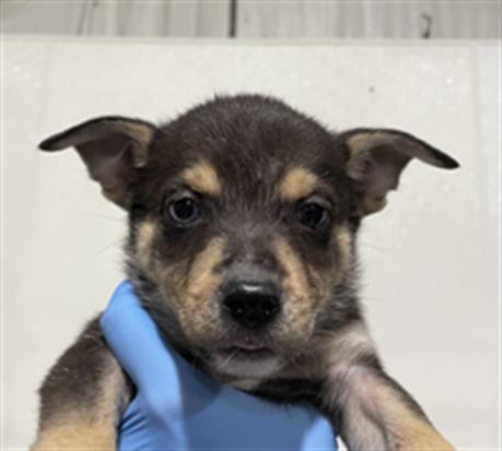 Enlarge Rhea, an adoptable mixed breed in Thousand Oaks, CA image 2/2