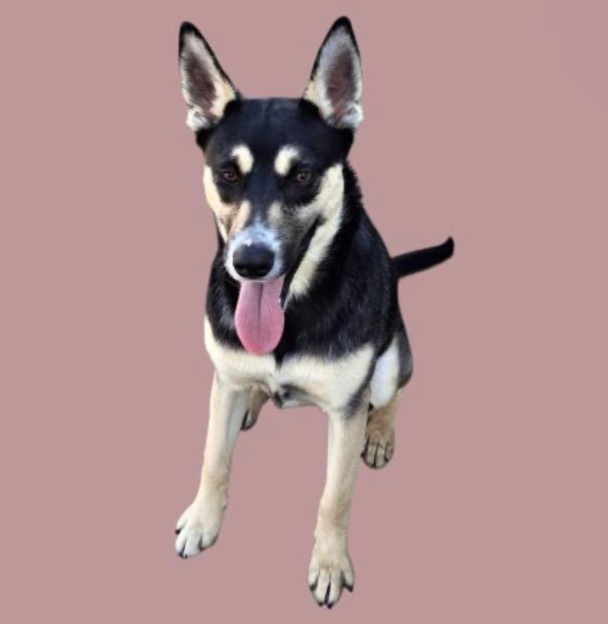 Enlarge Rhea, an adoptable mixed breed in Thousand Oaks, CA image 1/2