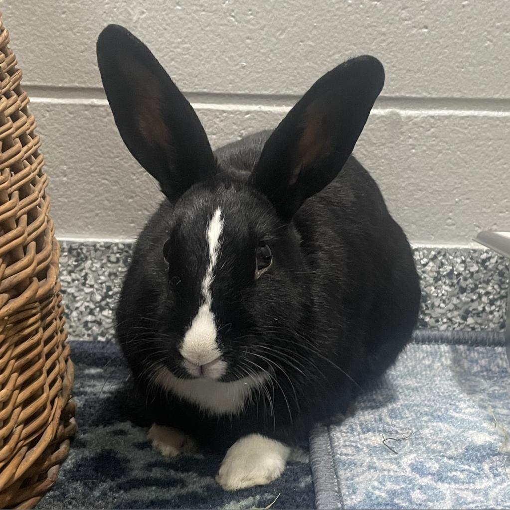 Enlarge Oreo, a Adoptable mixed breed in Brookfield, WI image 2/3