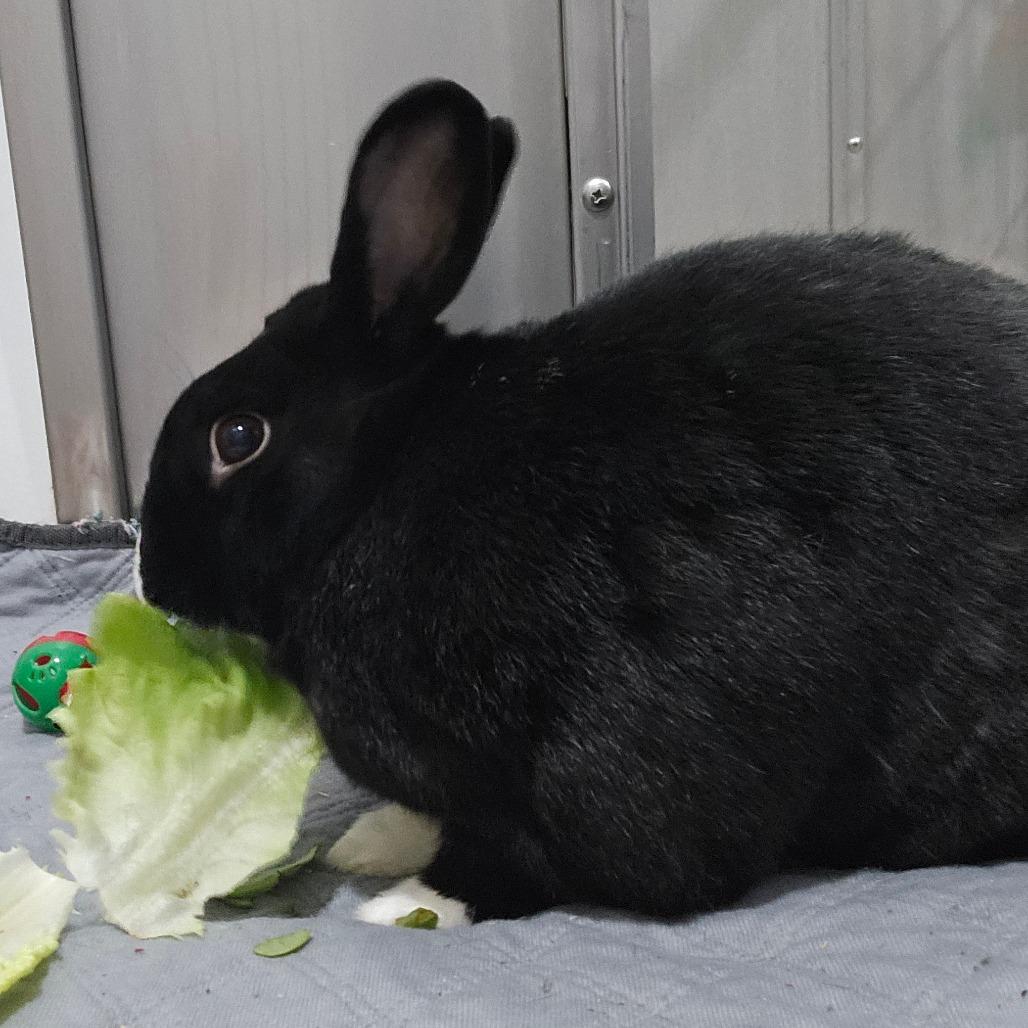Enlarge Oreo, a Adoptable mixed breed in Brookfield, WI image 3/3