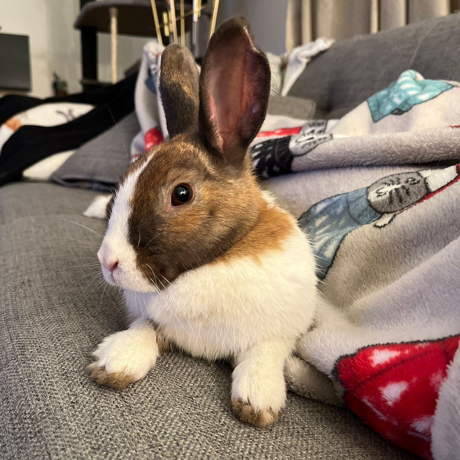 NINA ELSA (YOUNG SPAYED FEMALE) photo 4