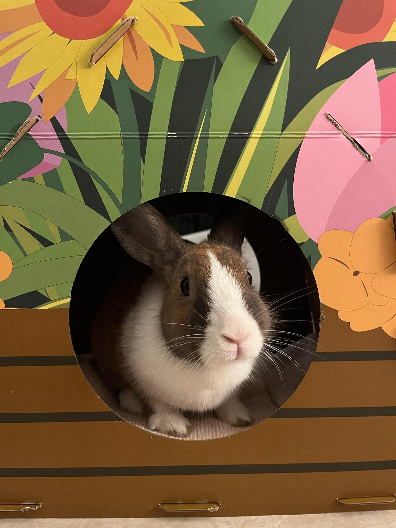 NINA ELSA (YOUNG SPAYED FEMALE) photo 2