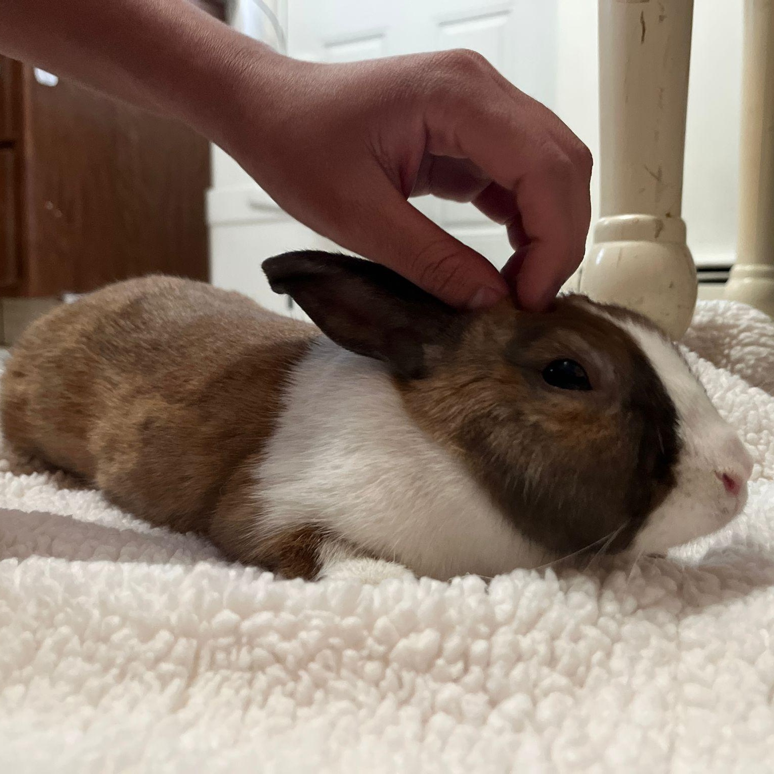 NINA ELSA (YOUNG SPAYED FEMALE) photo 5