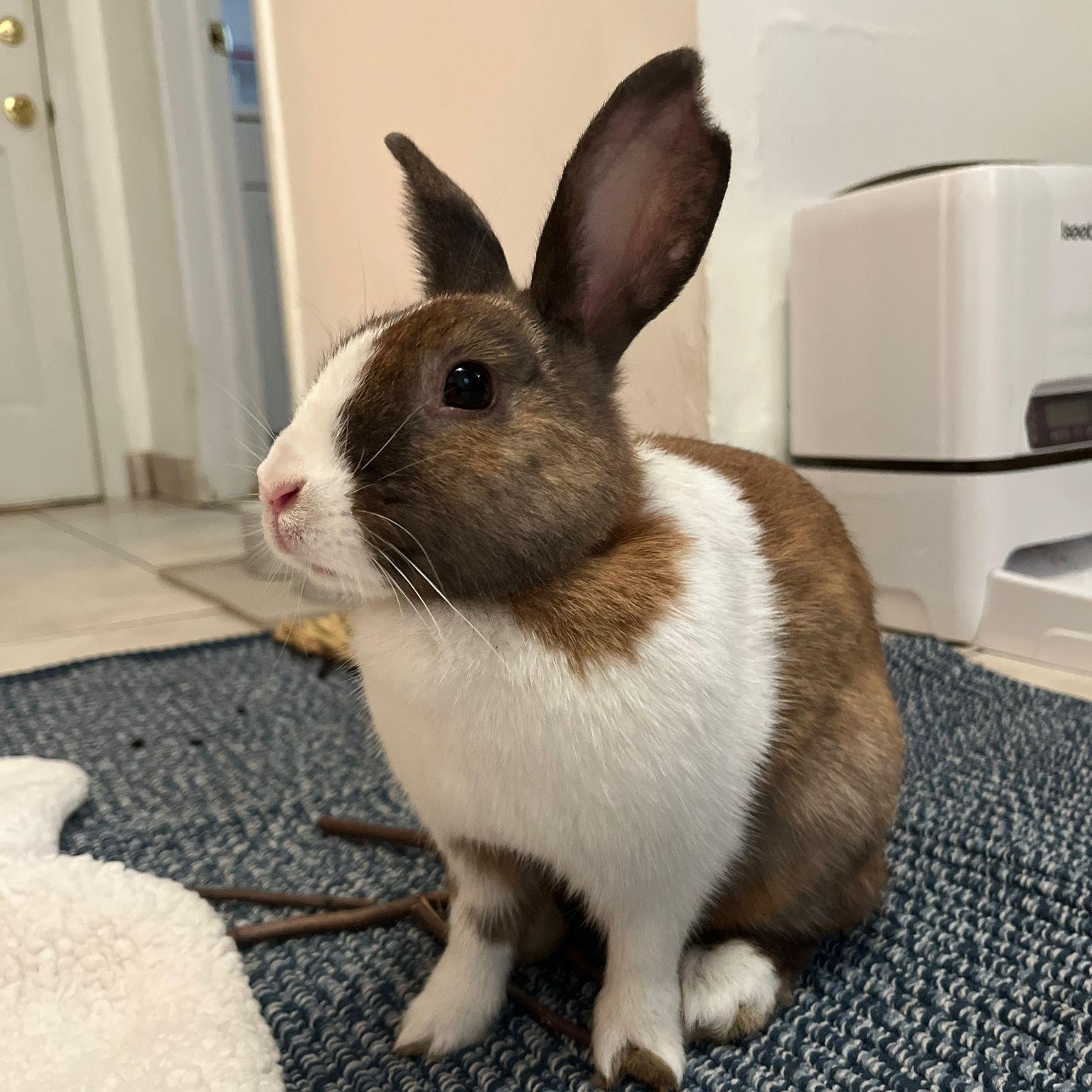 NINA ELSA (YOUNG SPAYED FEMALE)