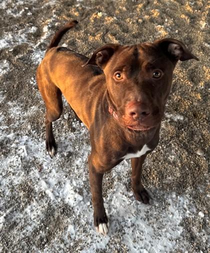 Sir Moochalot, Adoptable, Young Male Labrador Retriever & Mixed Breed.