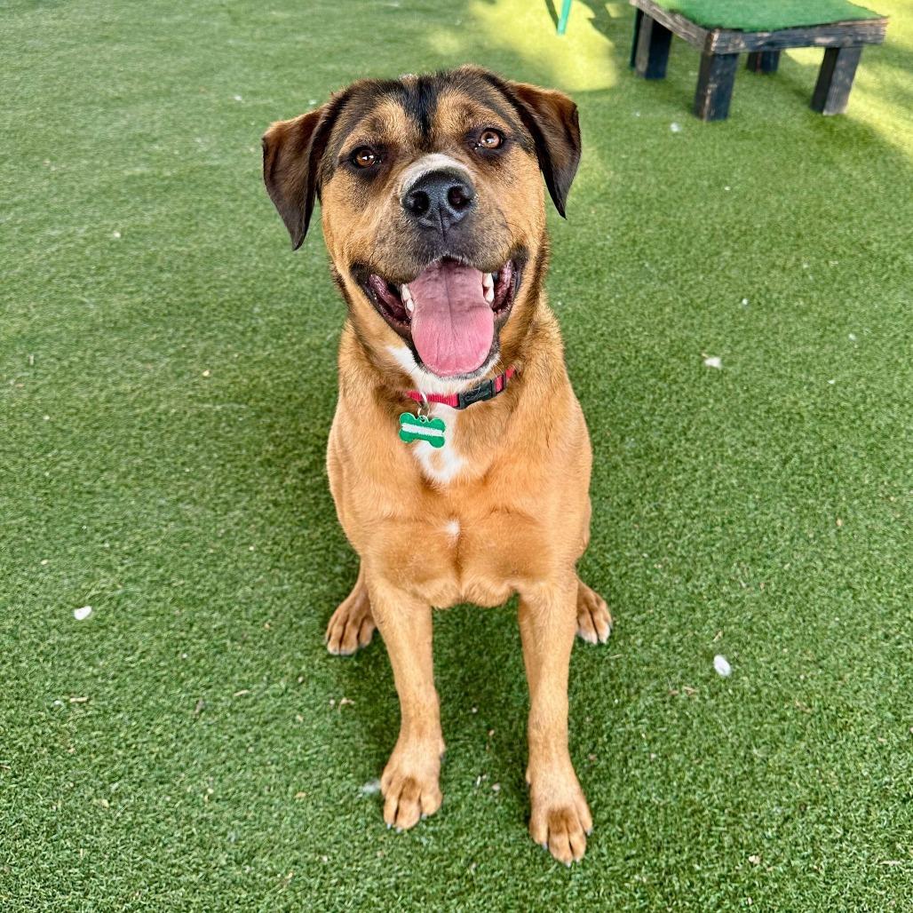 Enlarge Brownie, a Adoptable mixed breed in Riverside, CA image 1/6