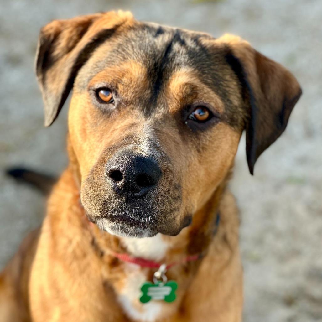 Enlarge Brownie, a Adoptable mixed breed in Riverside, CA image 1/6