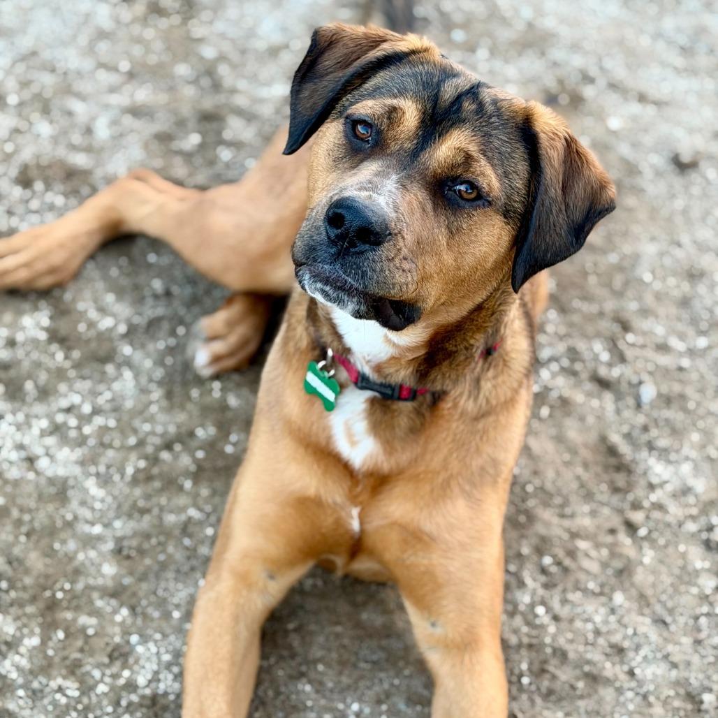 Enlarge Brownie, a Adoptable mixed breed in Riverside, CA image 2/6