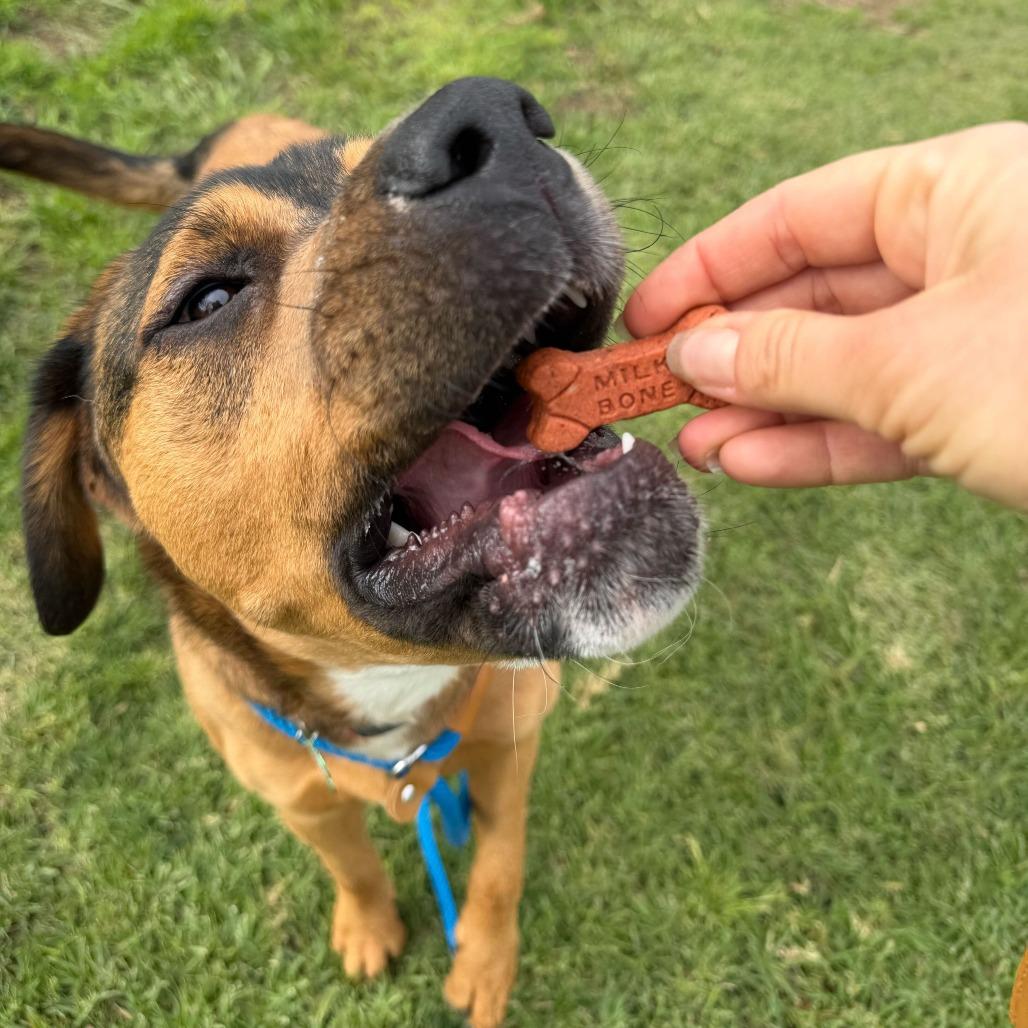 Enlarge Brownie, a Adoptable mixed breed in Riverside, CA image 3/6