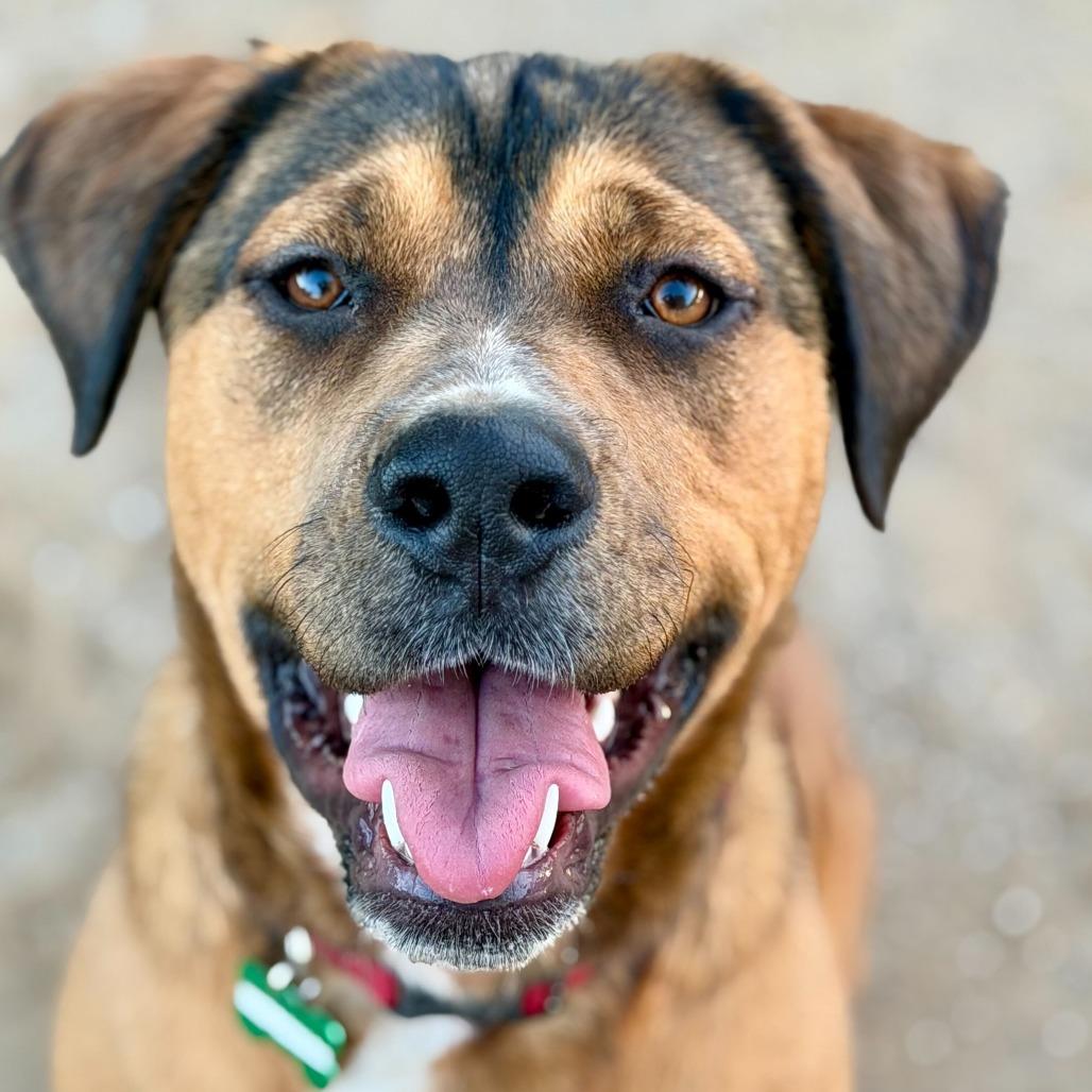Enlarge Brownie, a Adoptable mixed breed in Riverside, CA image 4/6