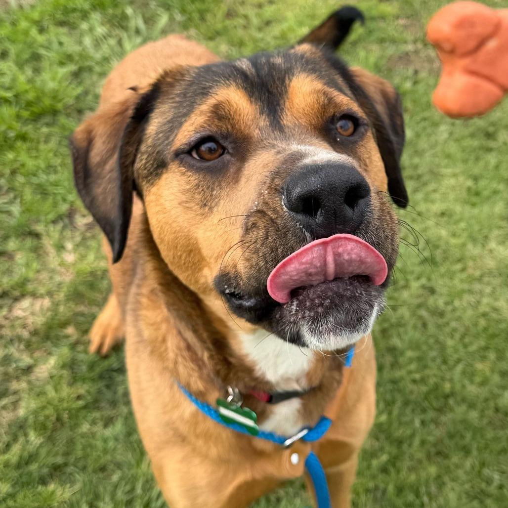 Enlarge Brownie, a Adoptable mixed breed in Riverside, CA image 5/6