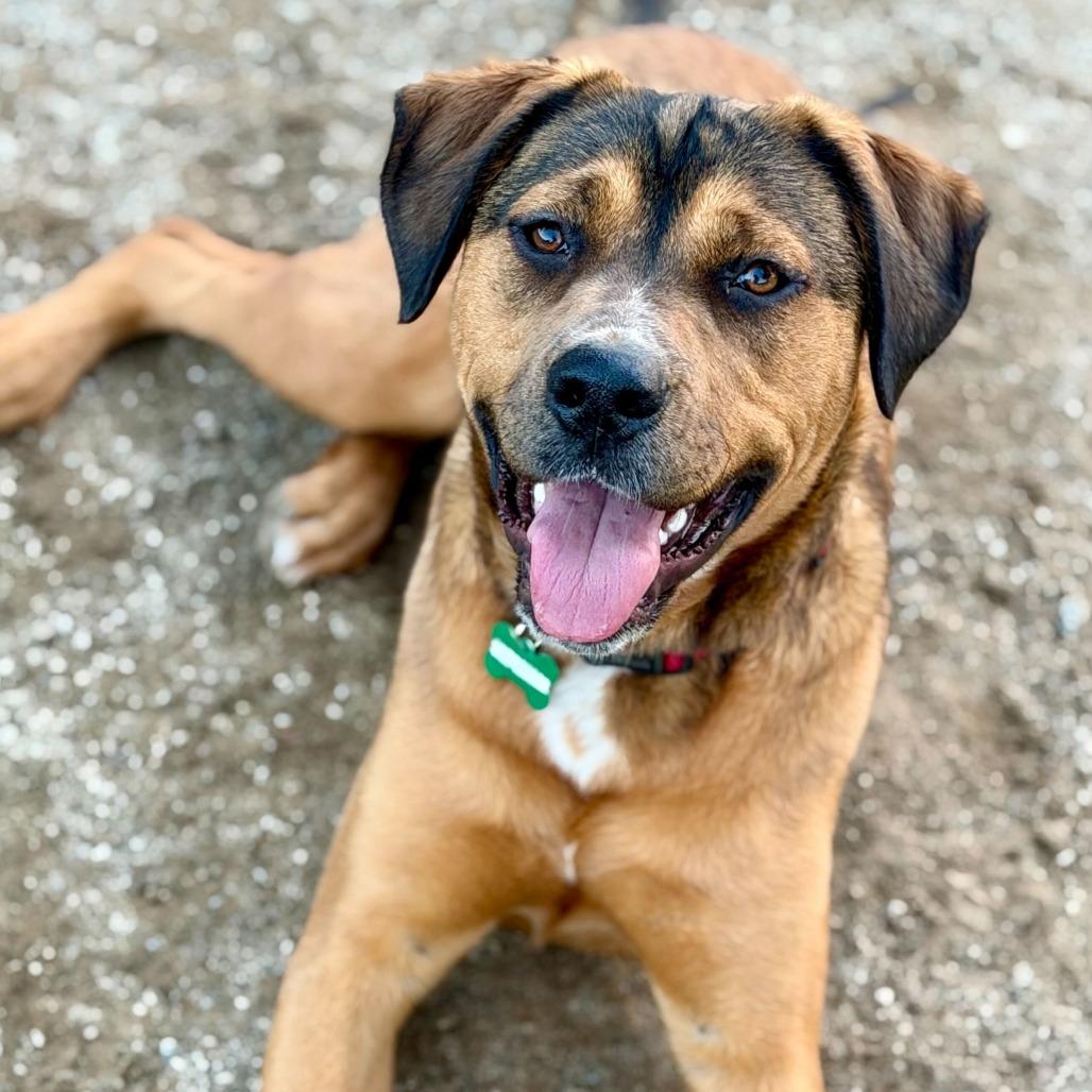 Enlarge Brownie, a Adoptable mixed breed in Riverside, CA image 6/6