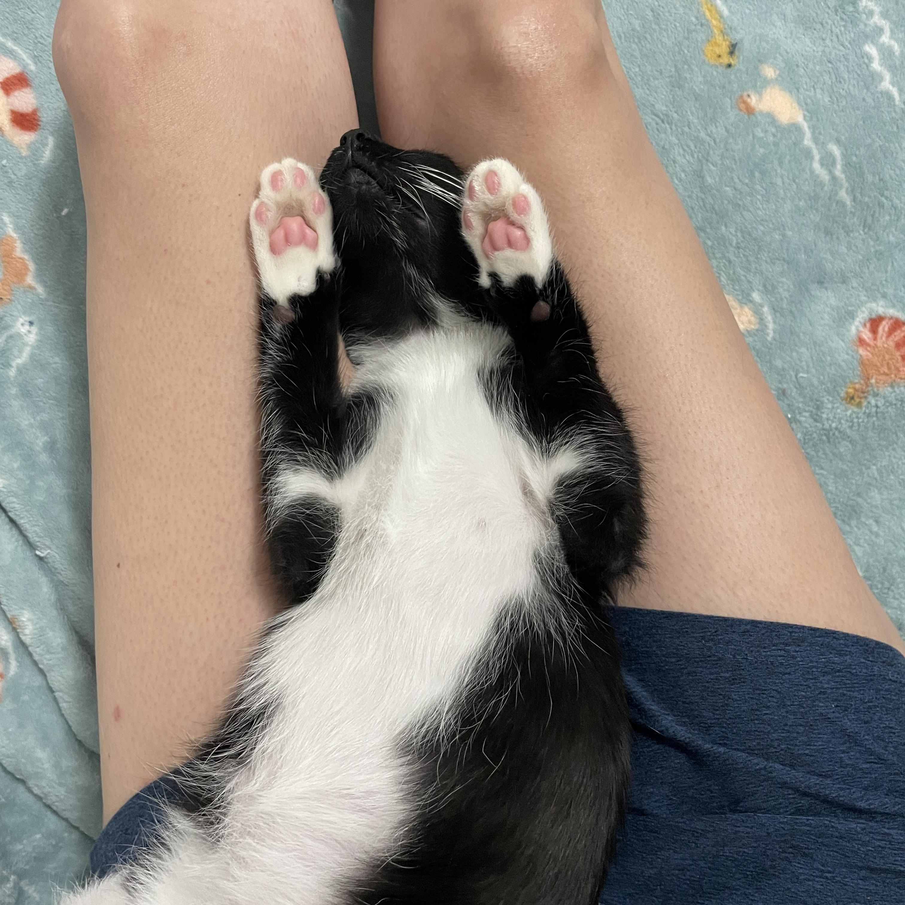 Enlarge Bam Margera, a Adoptable Domestic Short Hair in Poughkeepsie, NY image 3/5