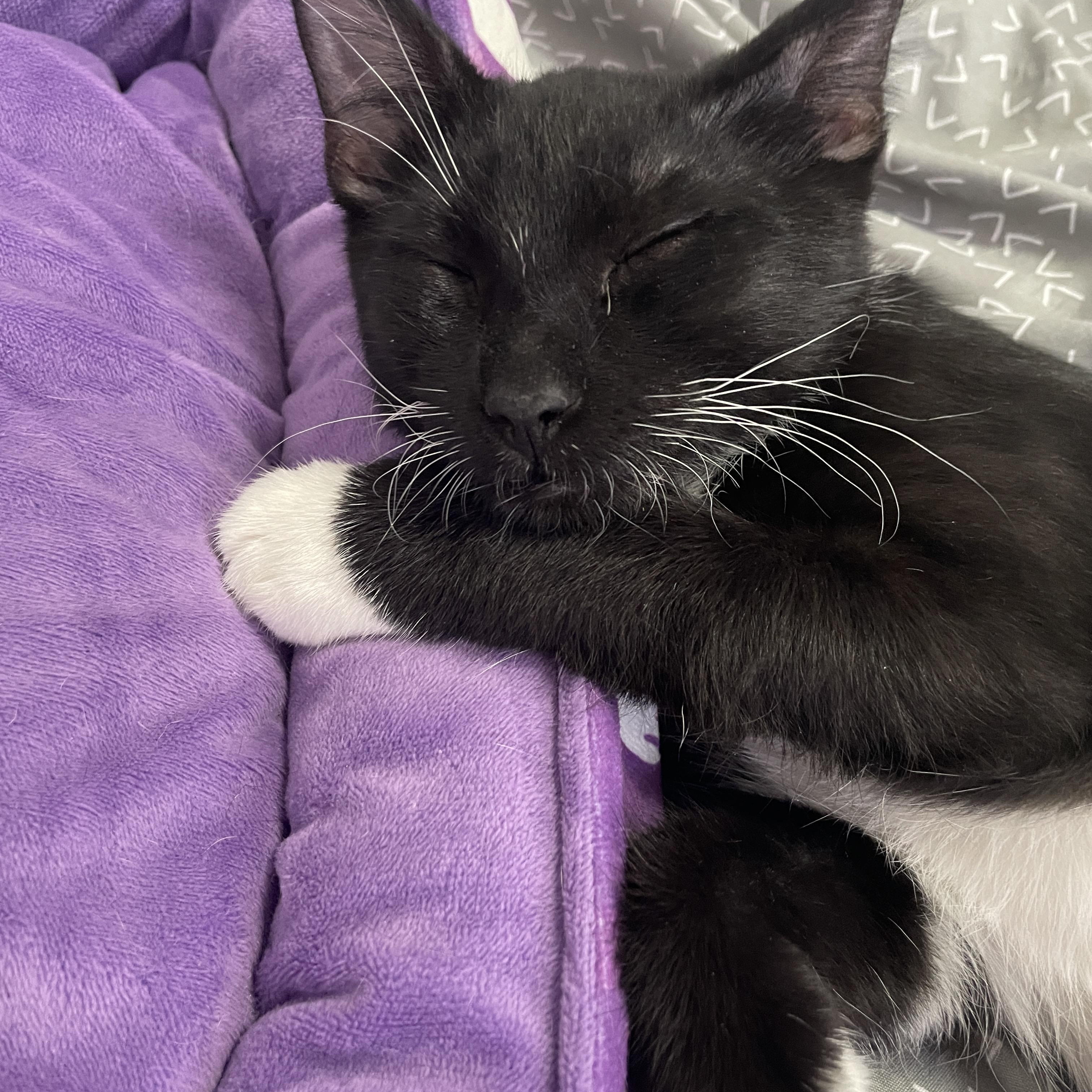 Enlarge Bam Margera, a Adoptable Domestic Short Hair in Poughkeepsie, NY image 5/5