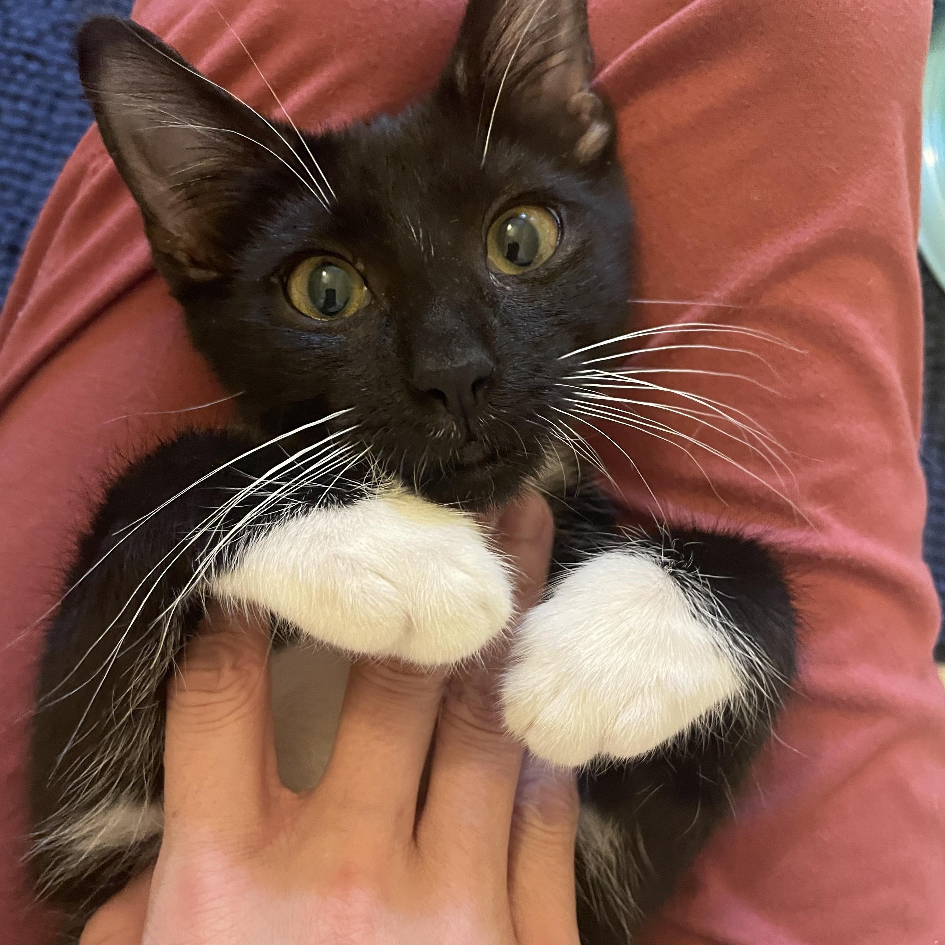 Bam Margera, Adoptable, Kitten Male Domestic Short Hair.