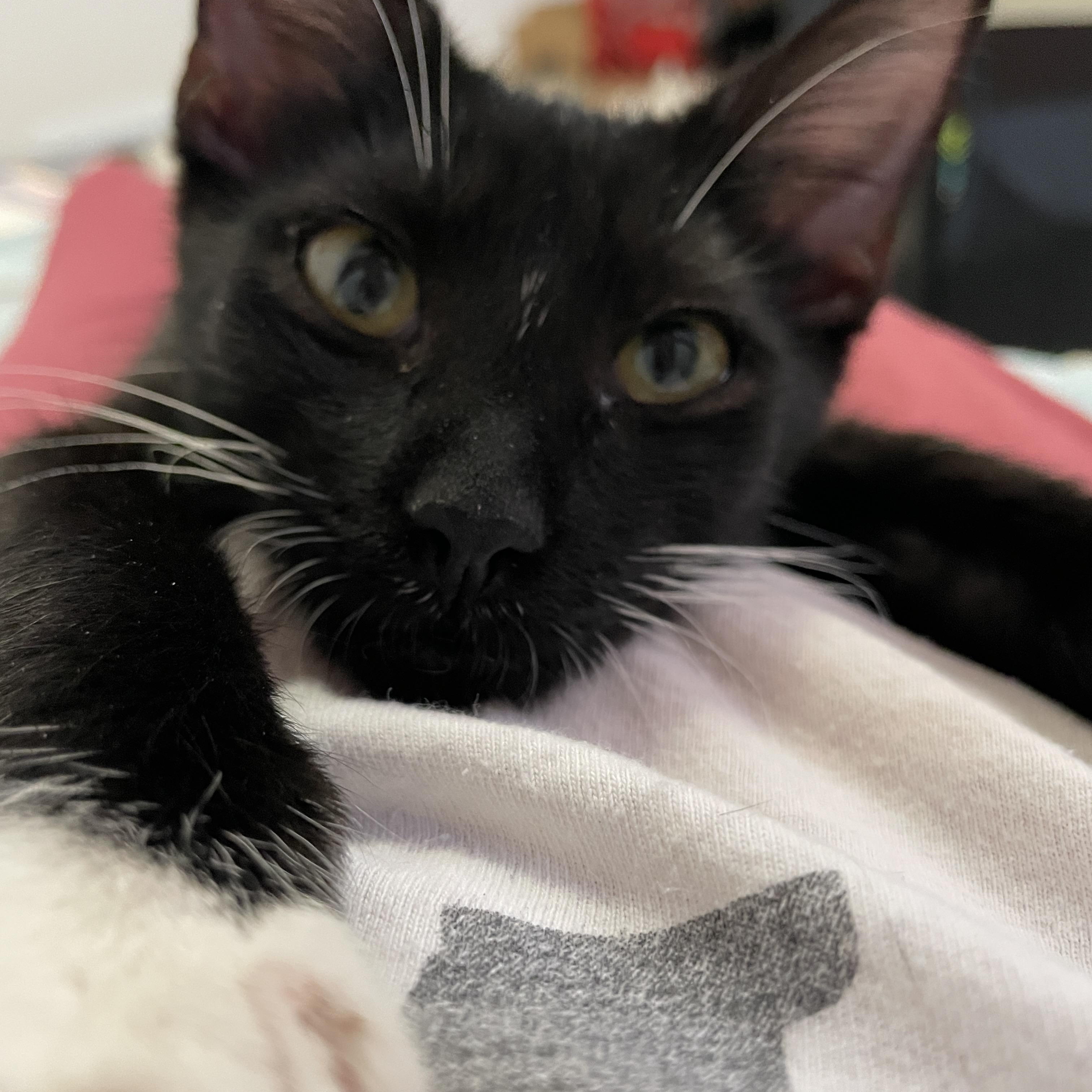 Enlarge Bam Margera, a Adoptable Domestic Short Hair in Poughkeepsie, NY image 2/5