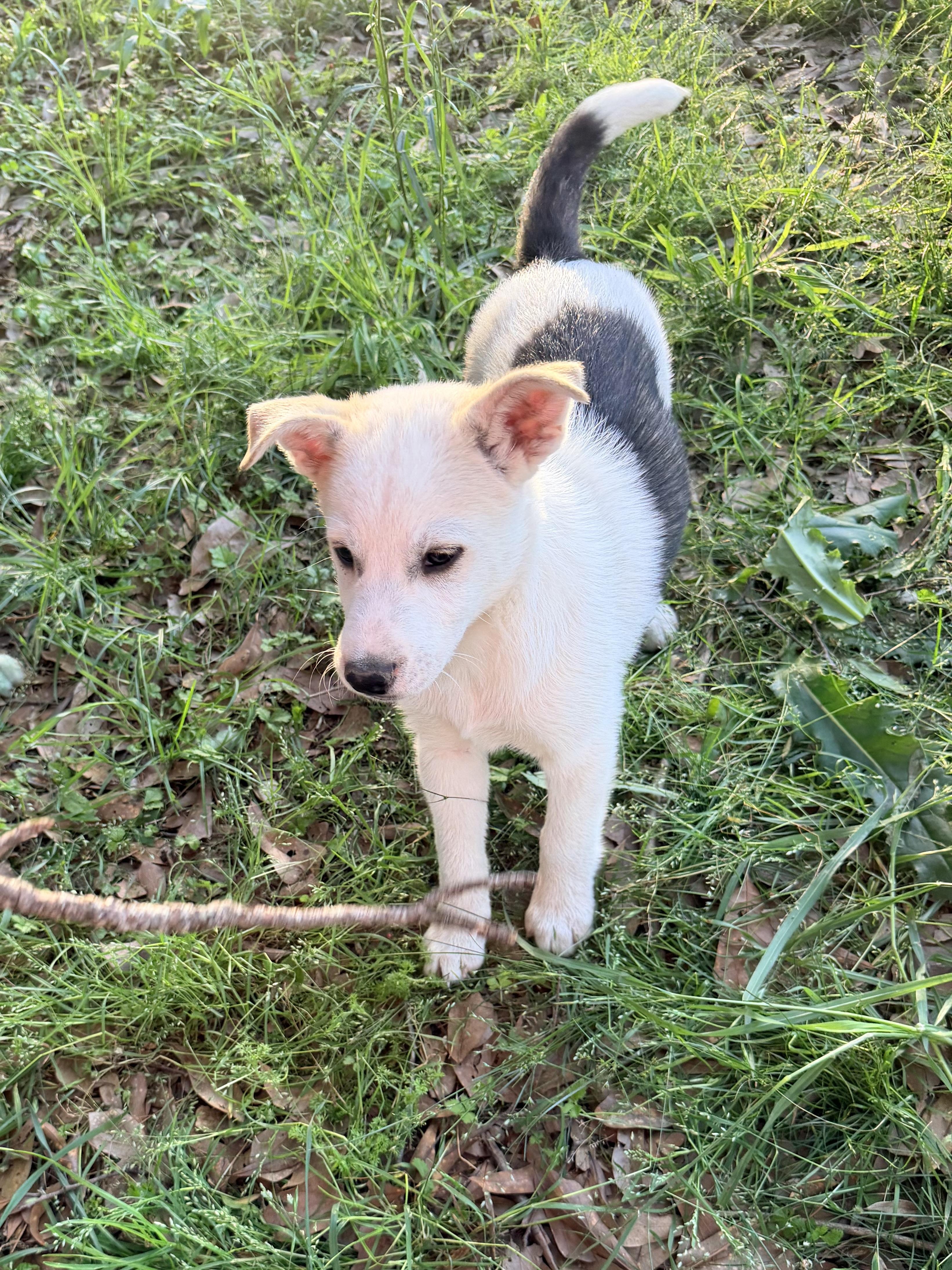 Enlarge S'Mores, a ADOPTABLE mixed breed in Baker, LA image 4/6