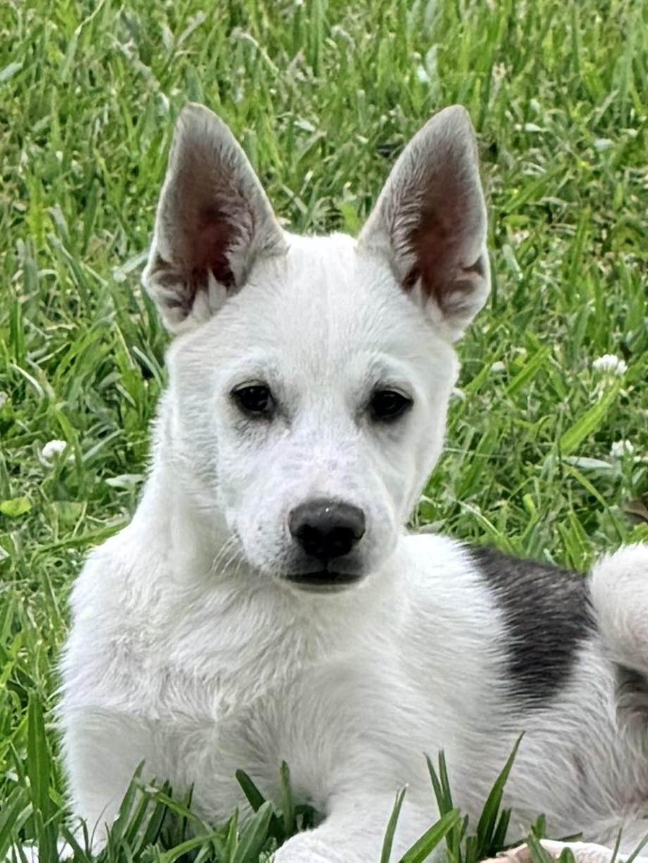 S'Mores, ADOPTABLE, Young Male Husky & Australian Shepherd.