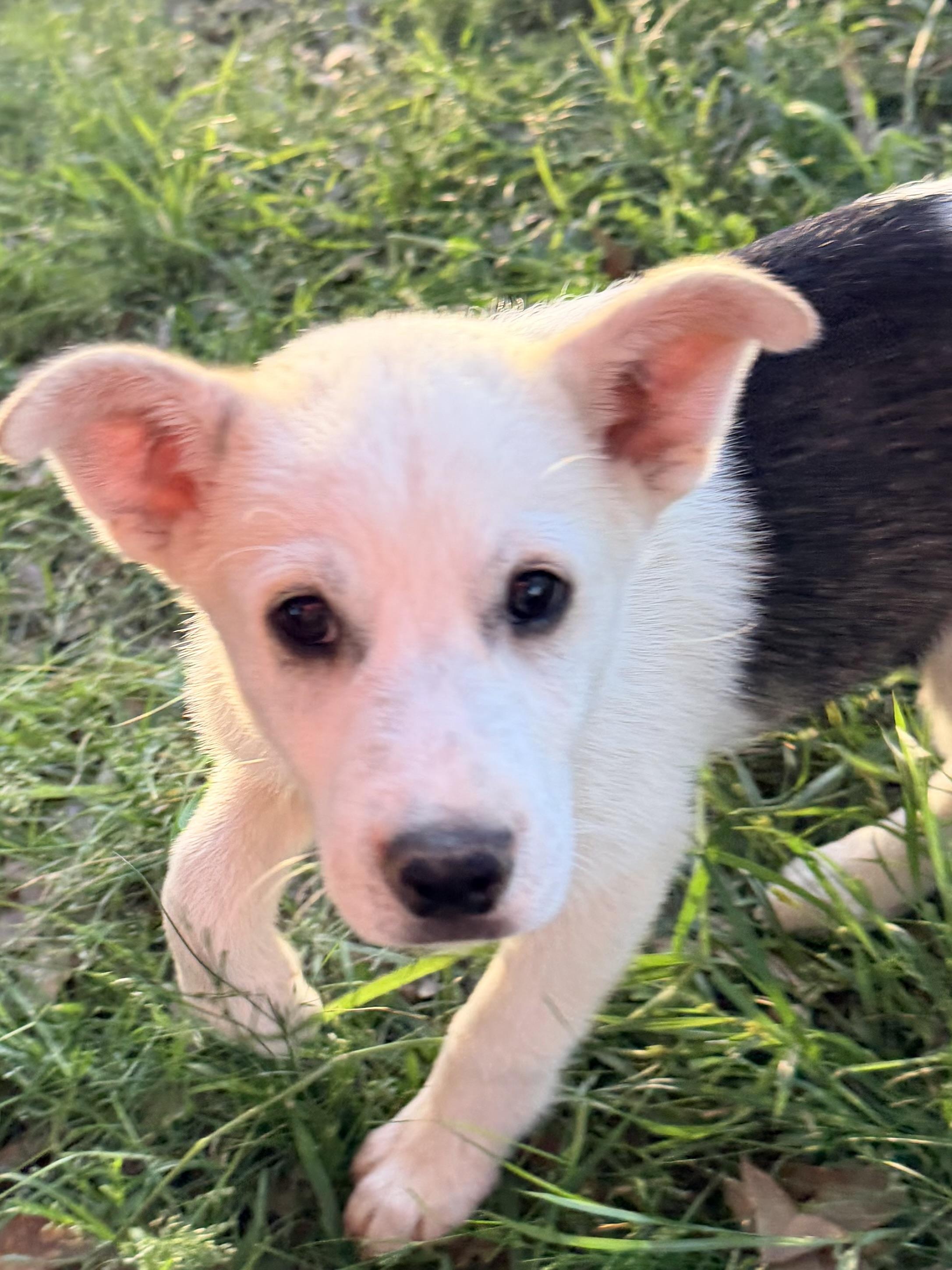 S'Mores, ADOPTABLE, Puppy Male Husky & Australian Shepherd.