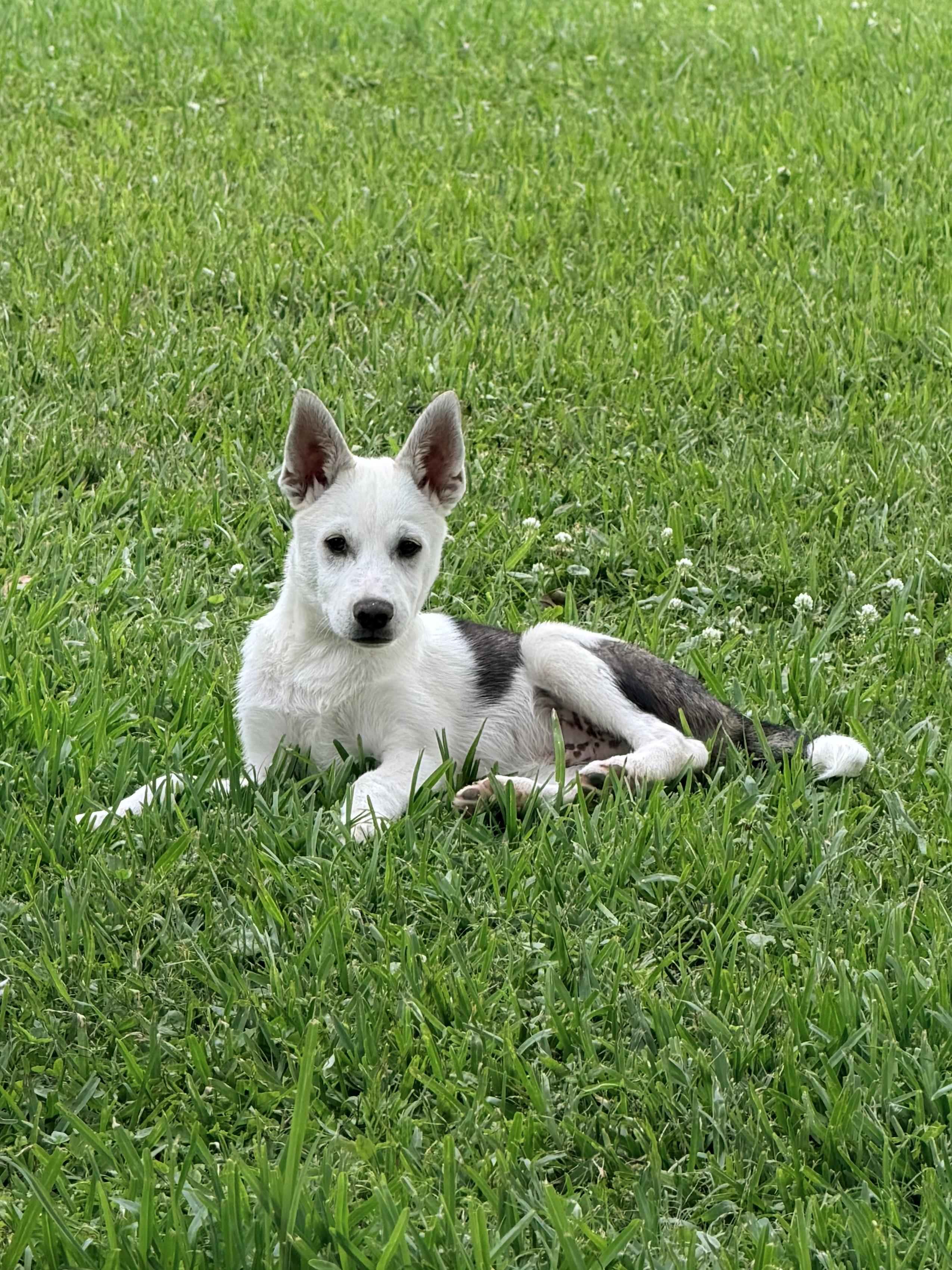 Enlarge S'Mores, a ADOPTABLE mixed breed in Baker, LA image 5/5