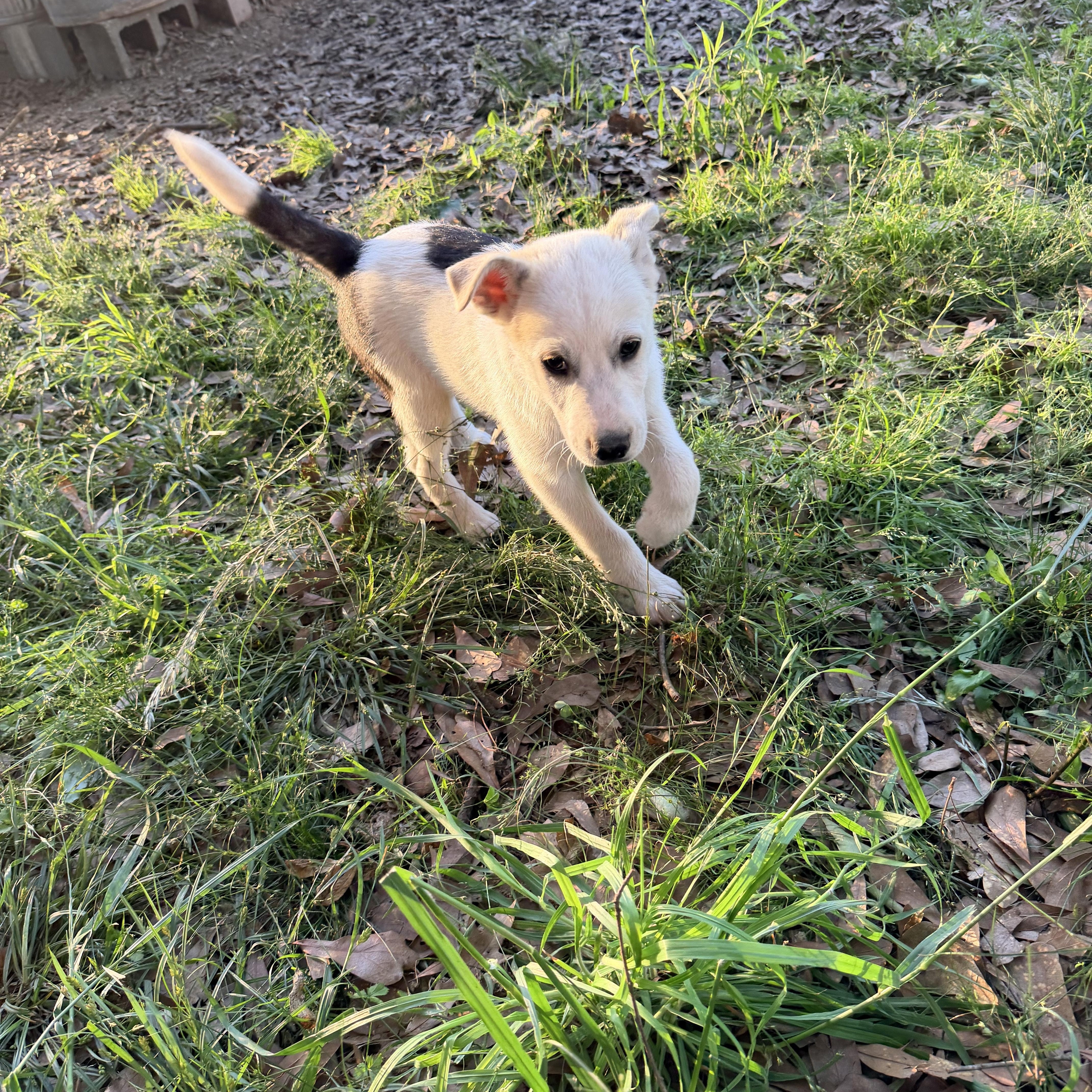Enlarge S'Mores, a ADOPTABLE mixed breed in Baker, LA image 5/6