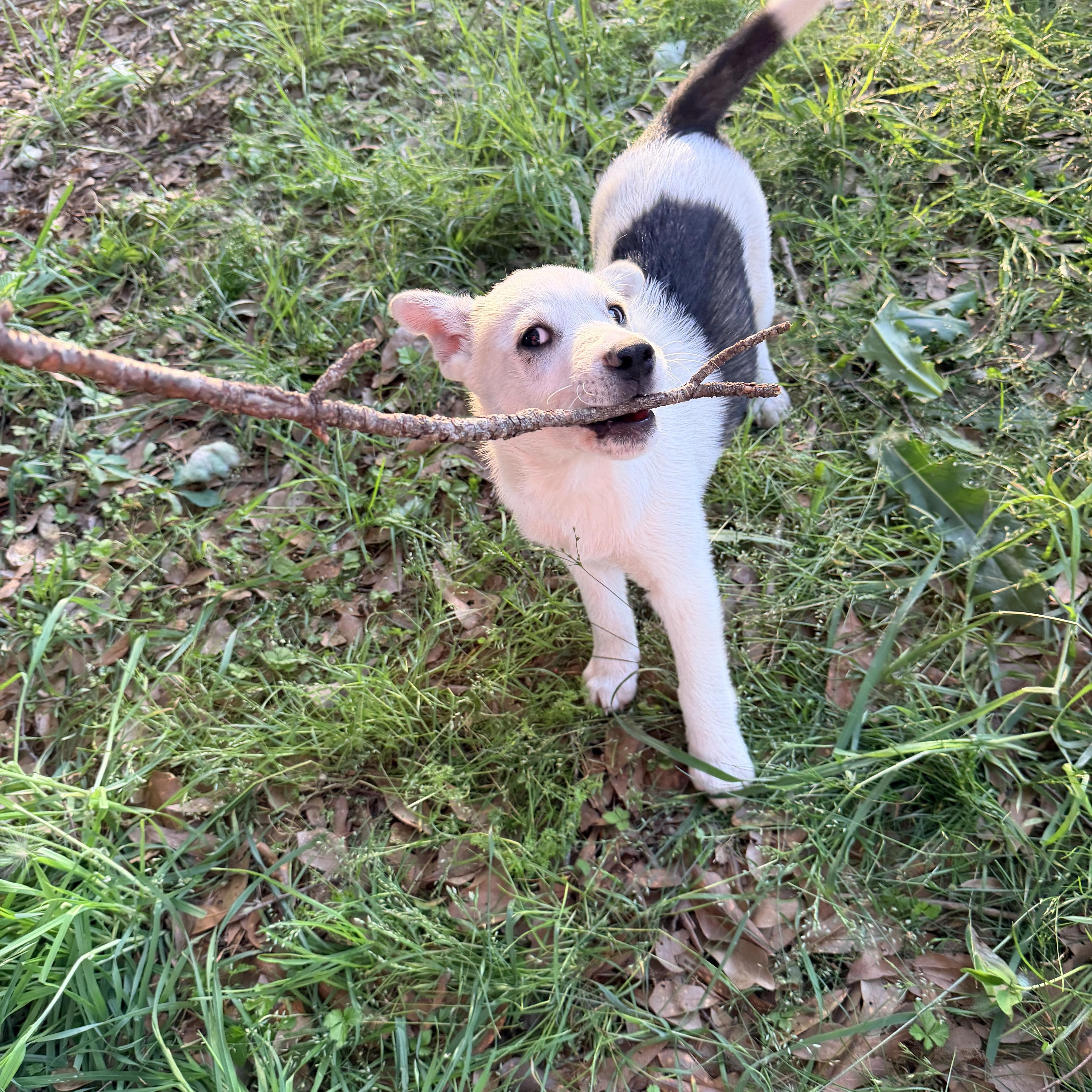 Enlarge S'Mores, a ADOPTABLE mixed breed in Baker, LA image 6/6
