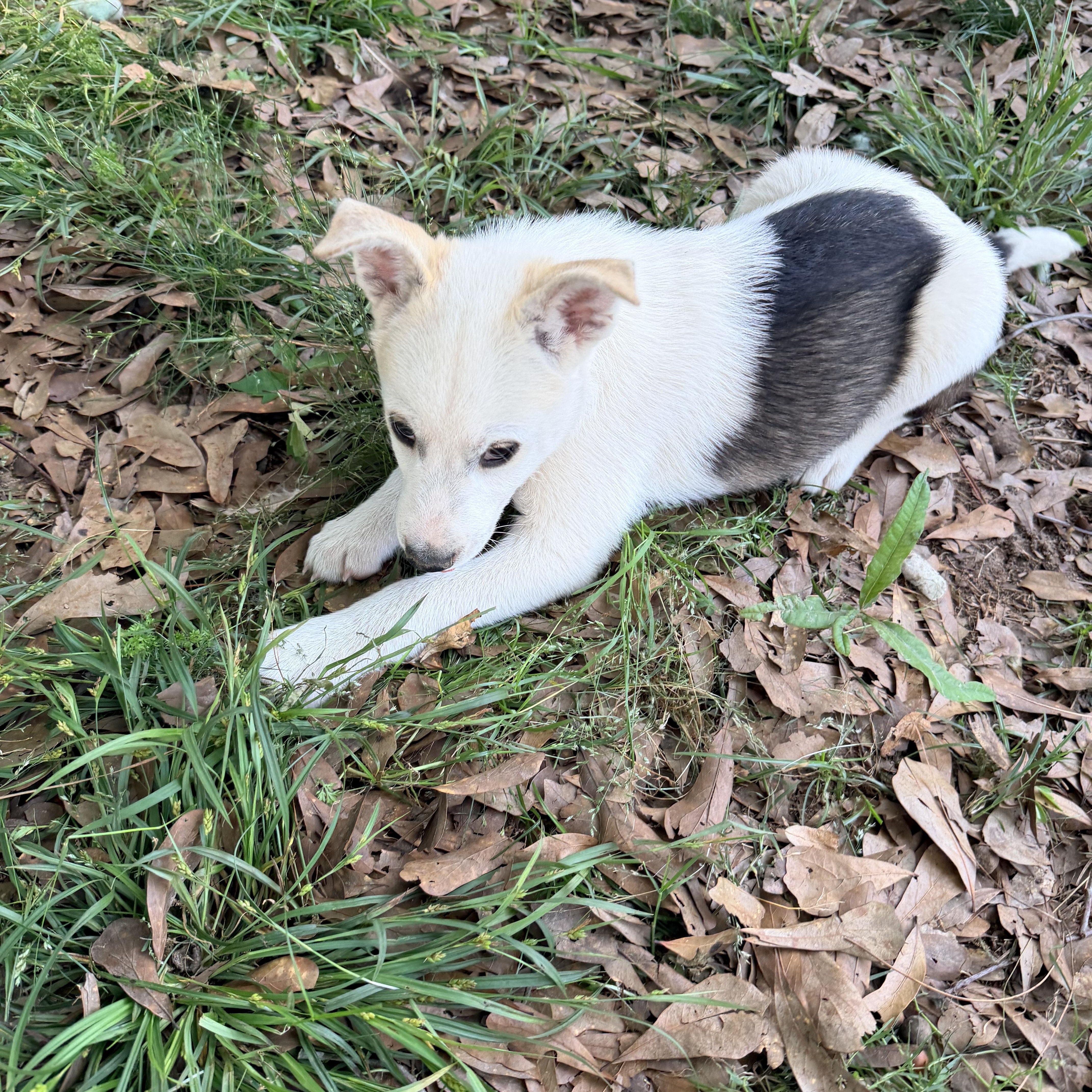 Enlarge S'Mores, a ADOPTABLE mixed breed in Baker, LA image 3/6