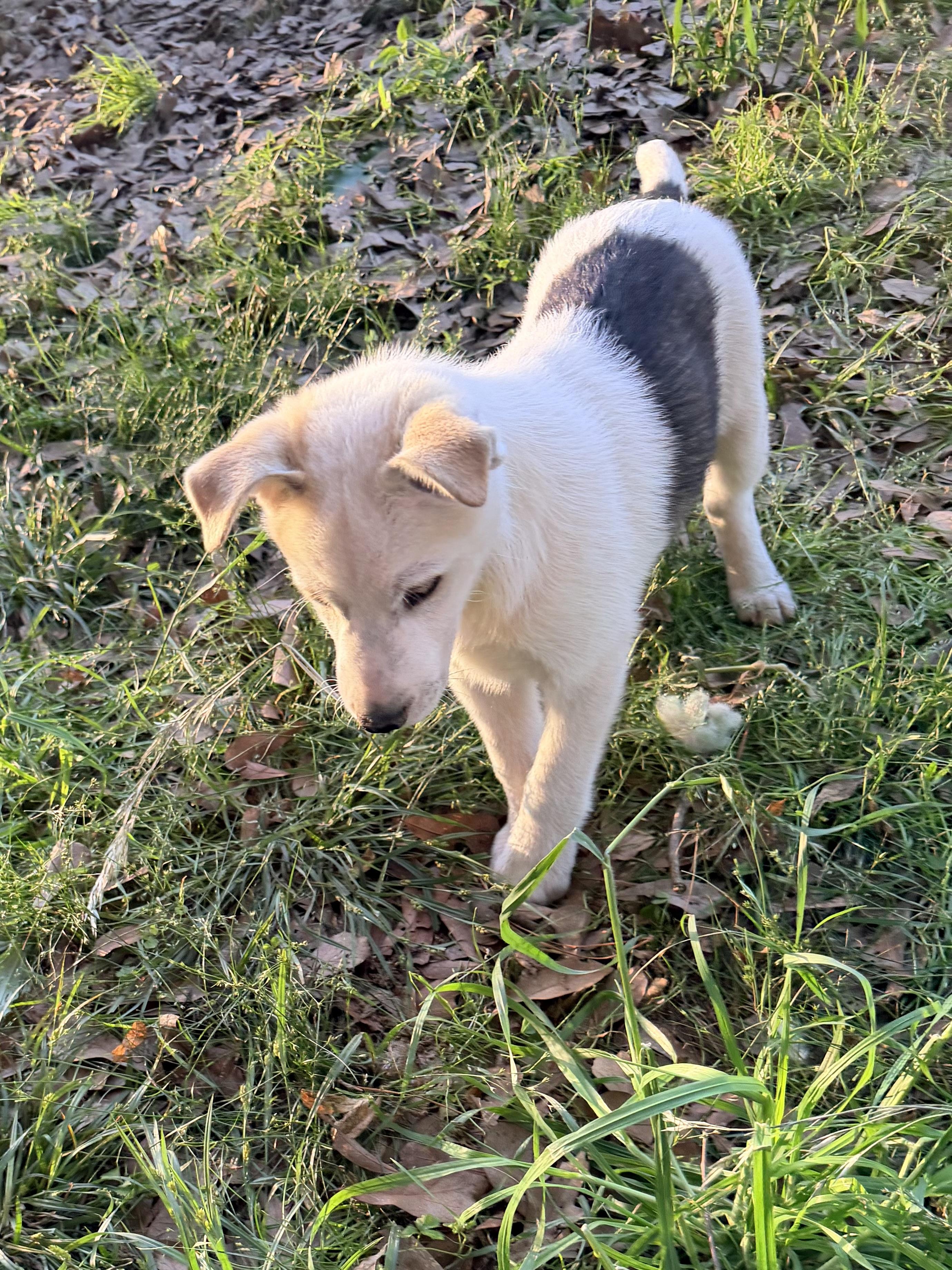 Enlarge S'Mores, a ADOPTABLE mixed breed in Baker, LA image 2/6